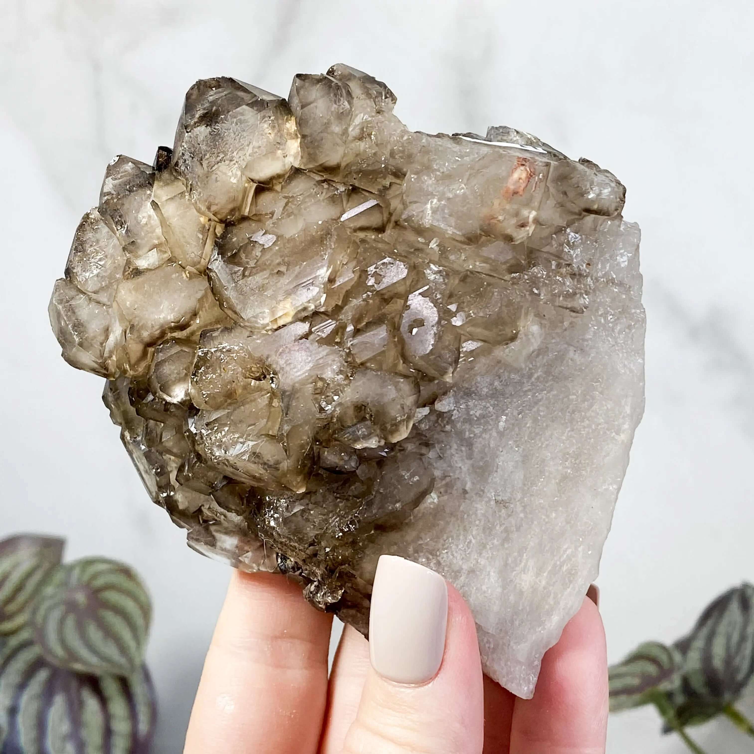 Self Healed Terminated Smoky Elestial Quartz | Stock H Mooncat Crystals