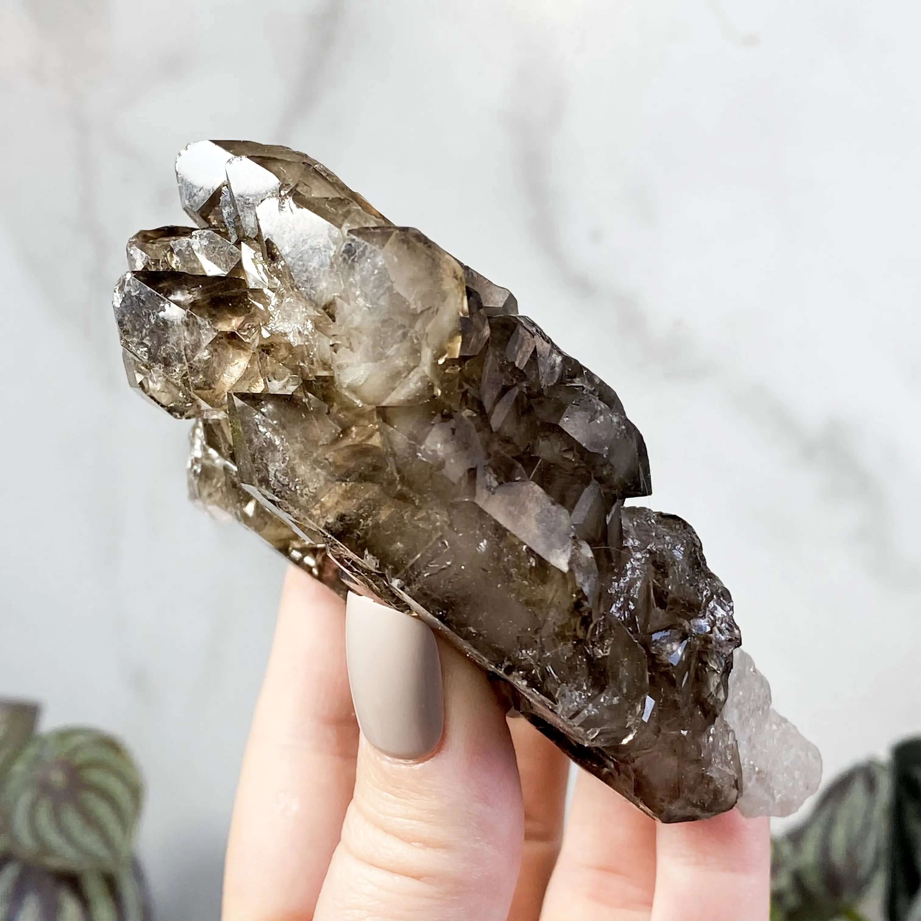 Self Healed Terminated Smoky Elestial Quartz | Stock H Mooncat Crystals