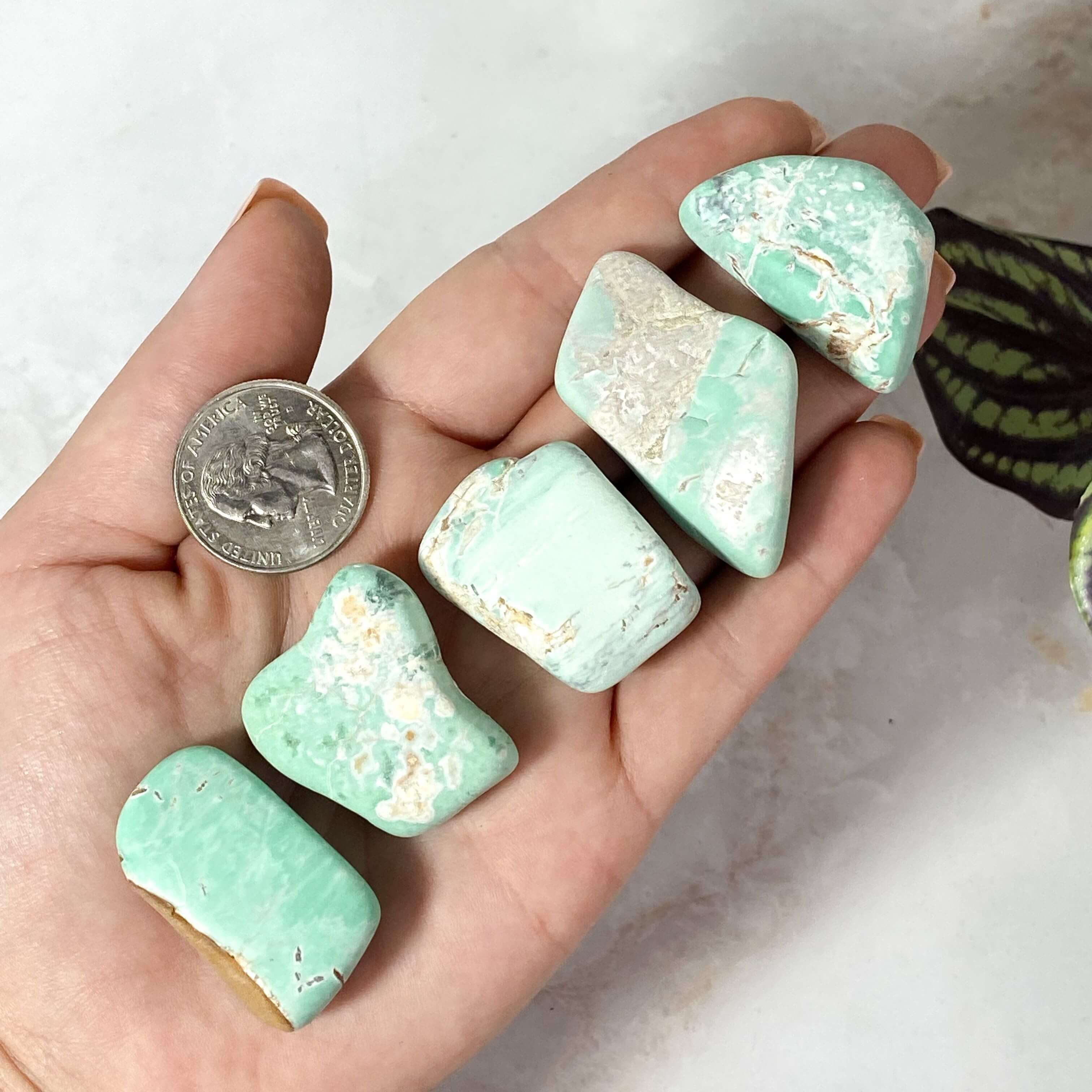 Variscite Tumbles | 1 Piece Mooncat Crystals