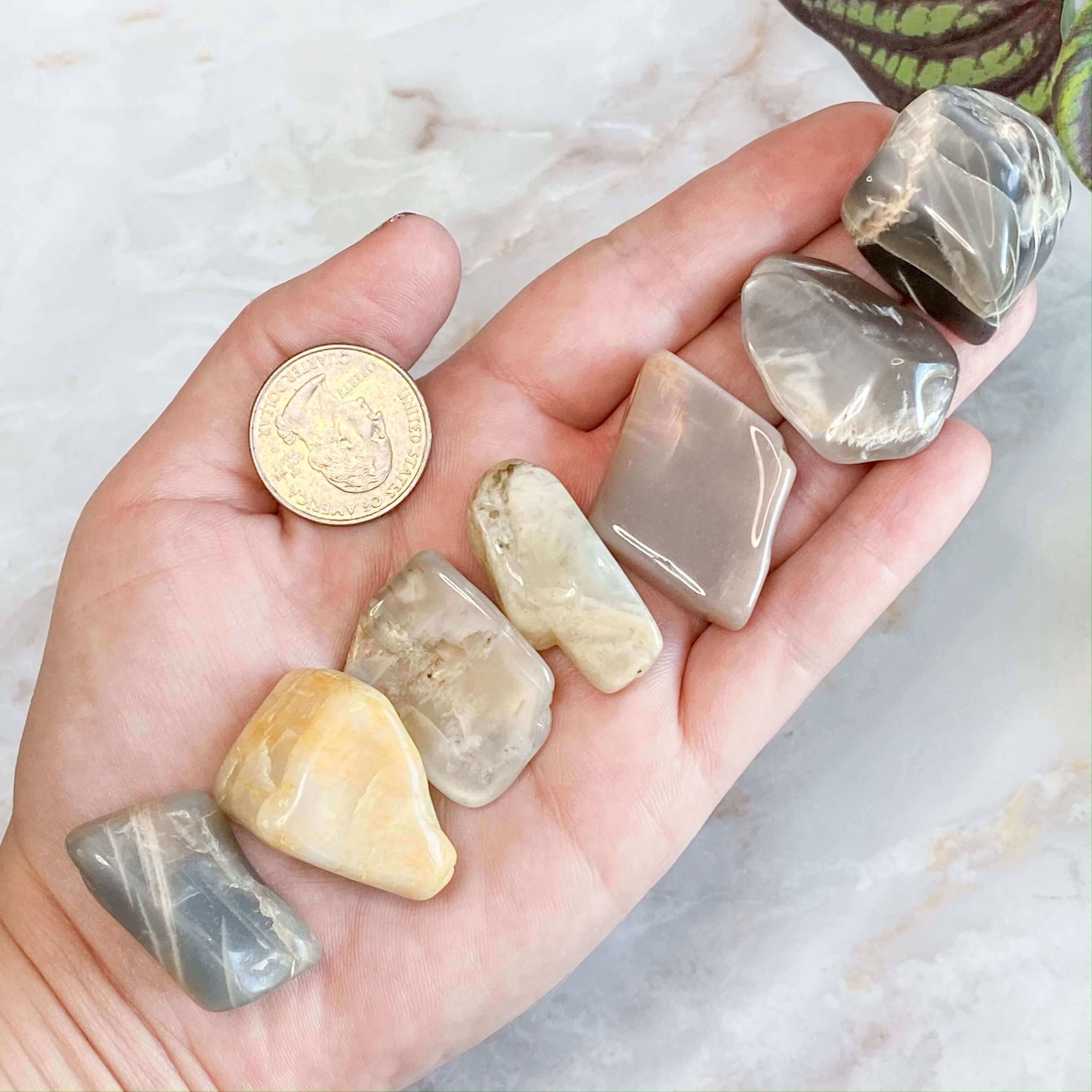Mixed Moonstone Tumbles | Set of 2 - Mooncat Crystals