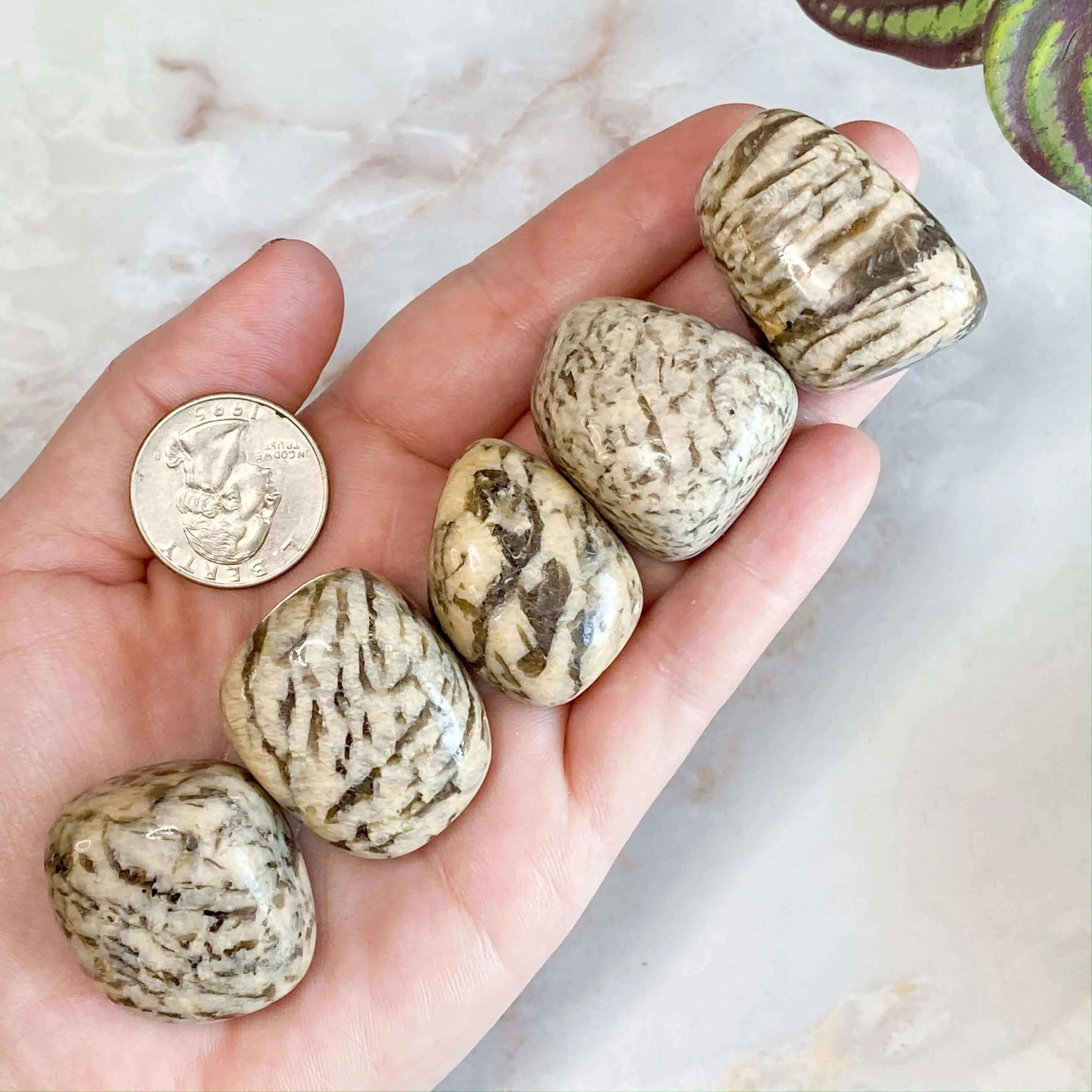 Zebradorite Tumbles | Set of 2 - Mooncat Crystals