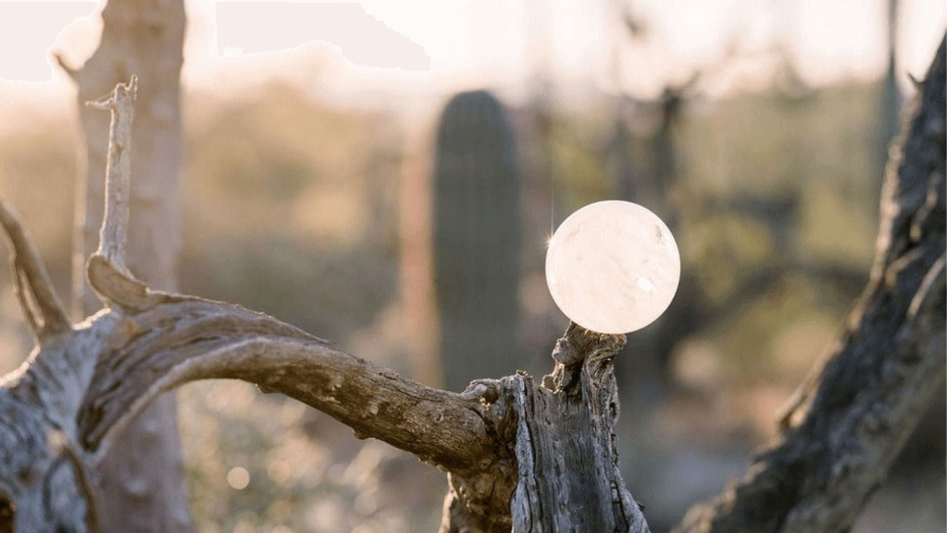 A quartz sphere illuminated by the setting sun in the desert. The crystal is sitting on a cactus skeleton.