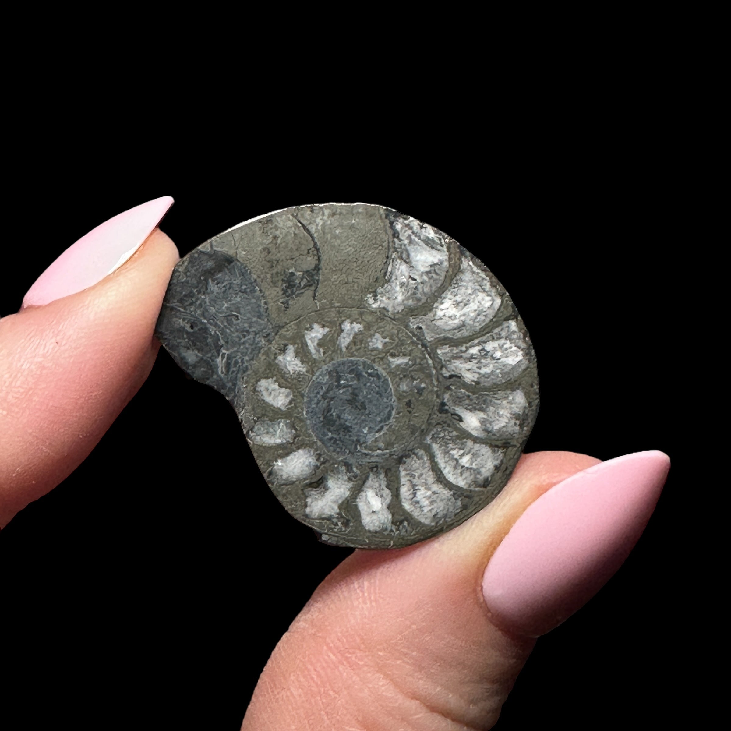 Pyritized Ammonite | Stock A