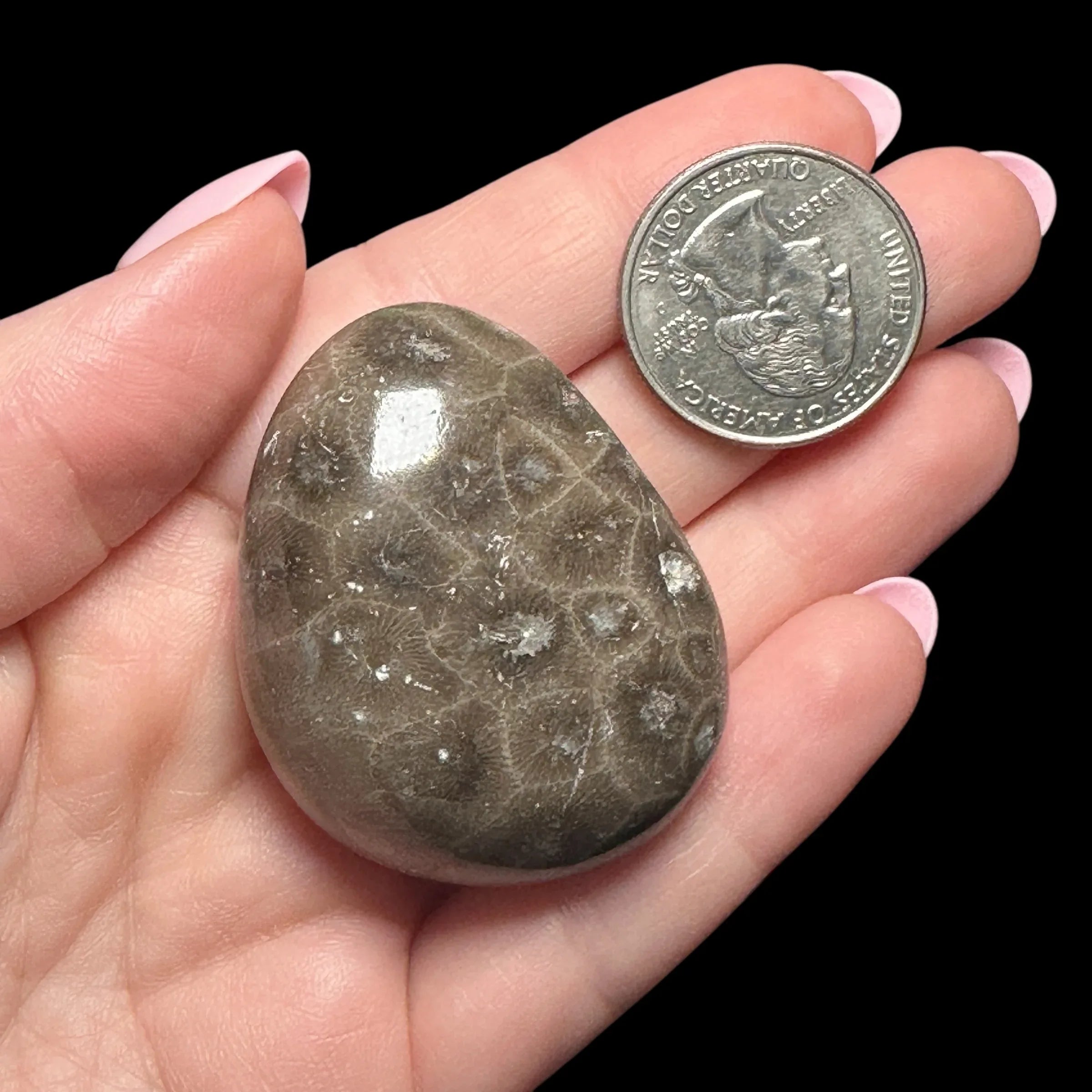 Petoskey Stone Palm Stone | Stock B - Mooncat Crystals