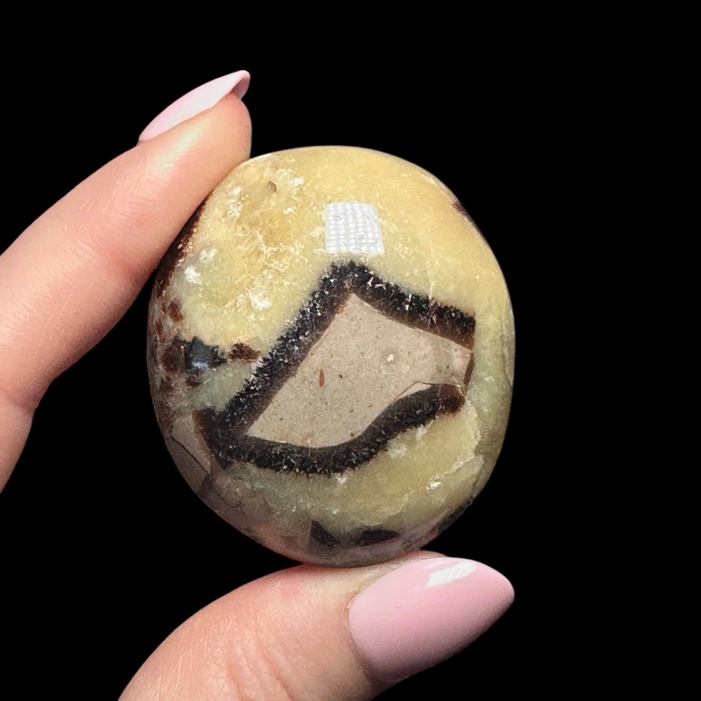 Septarian Palm Stone | Stock B - Mooncat Crystals
