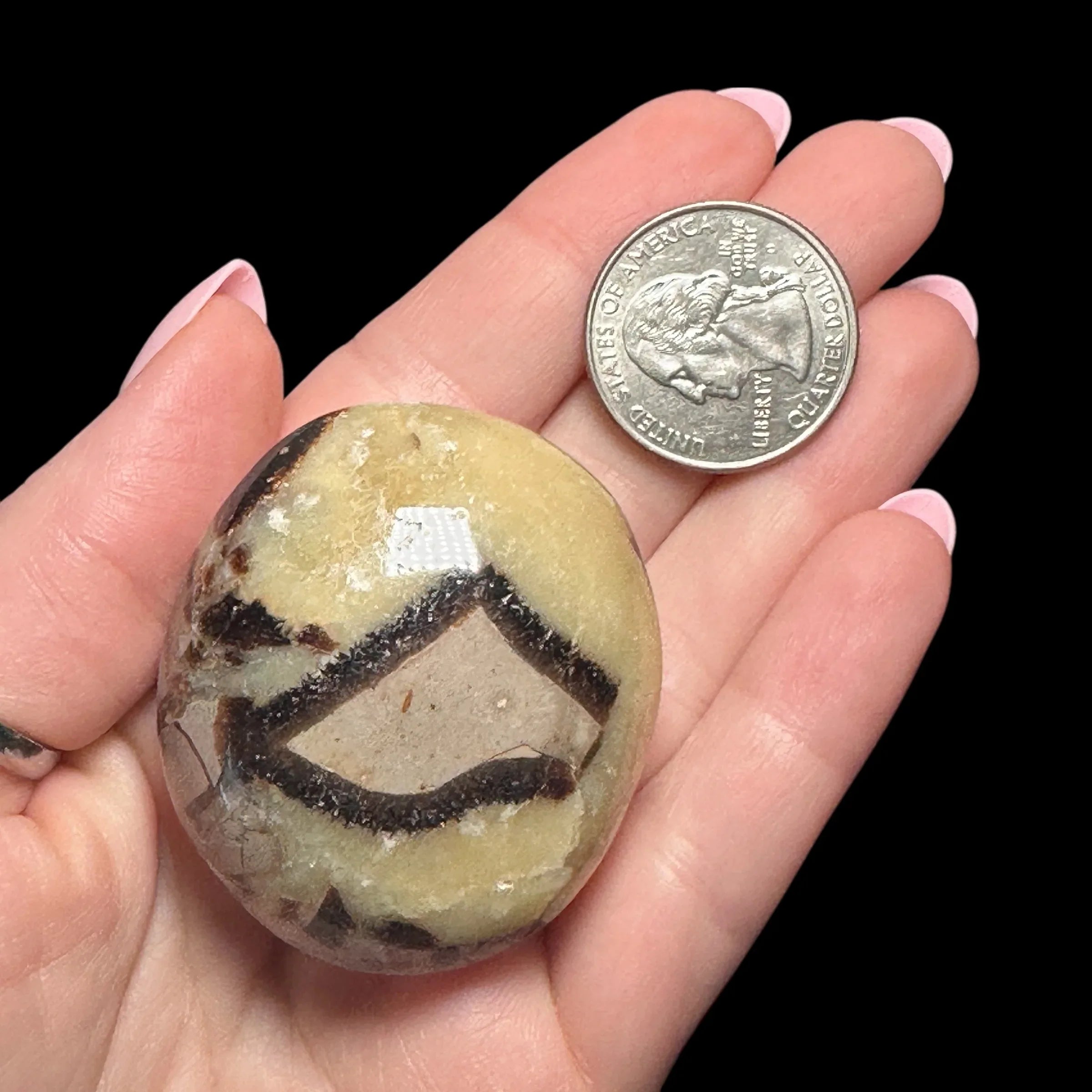 Septarian Palm Stone | Stock B - Mooncat Crystals