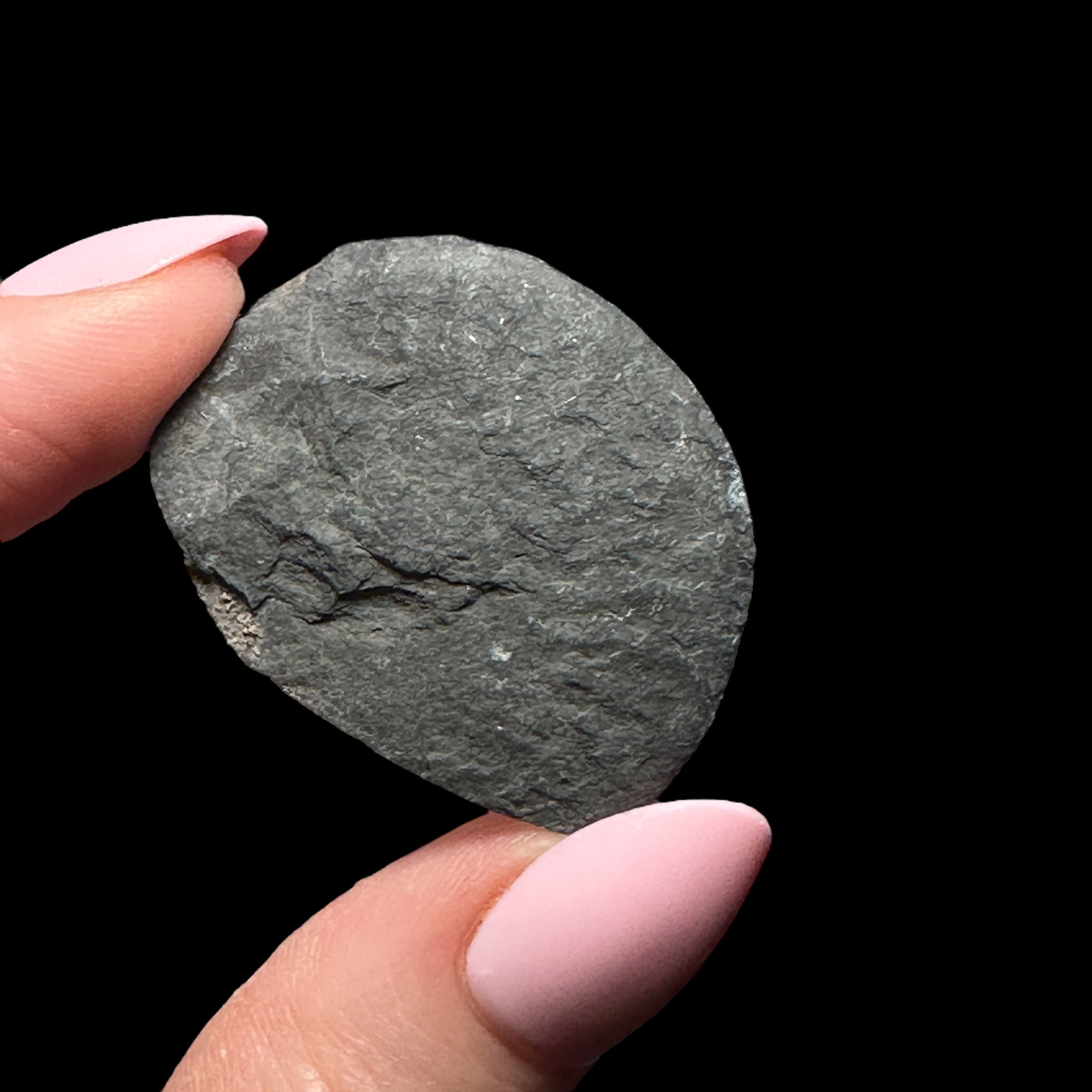 Pyritized Ammonite | Stock B