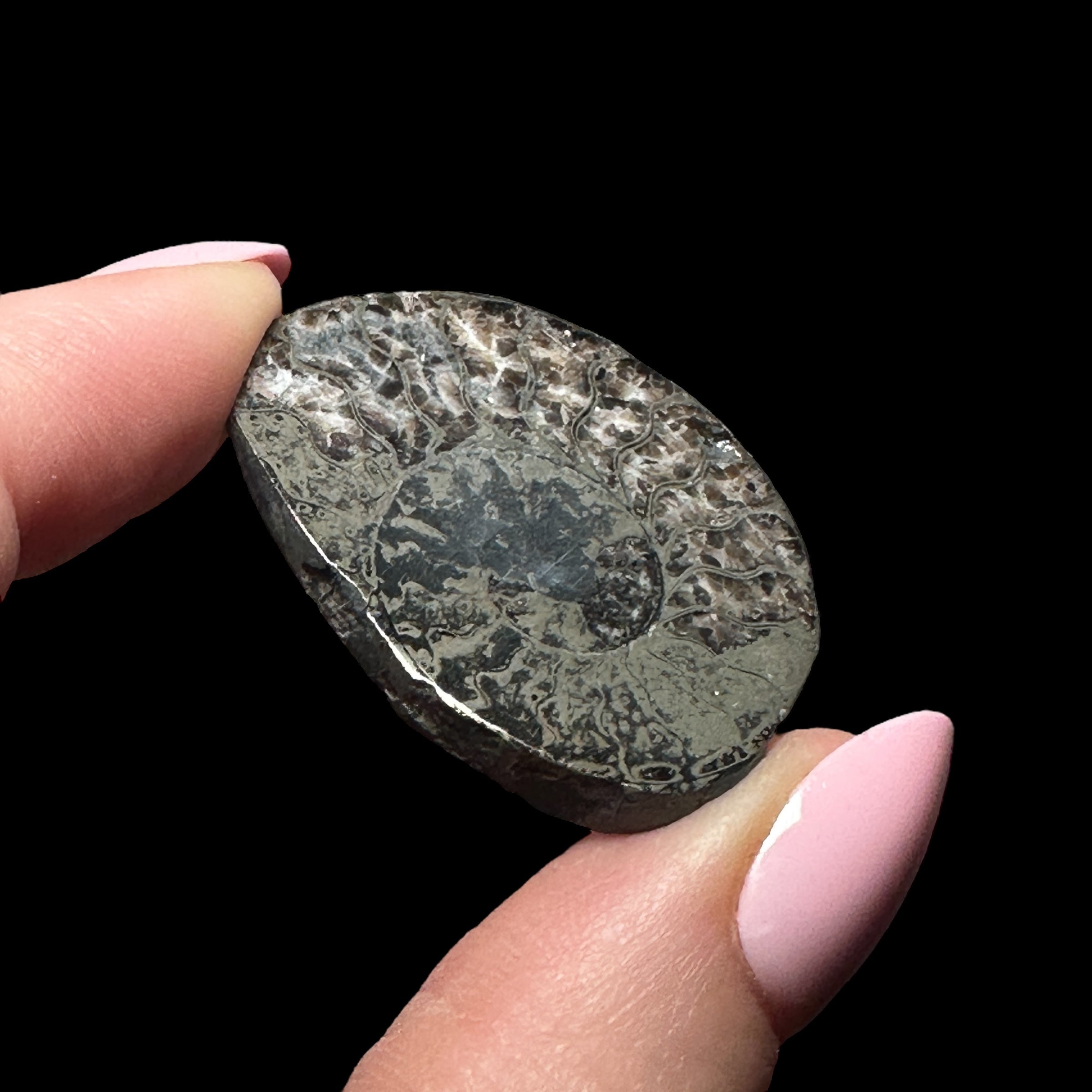 Pyritized Ammonite | Stock B