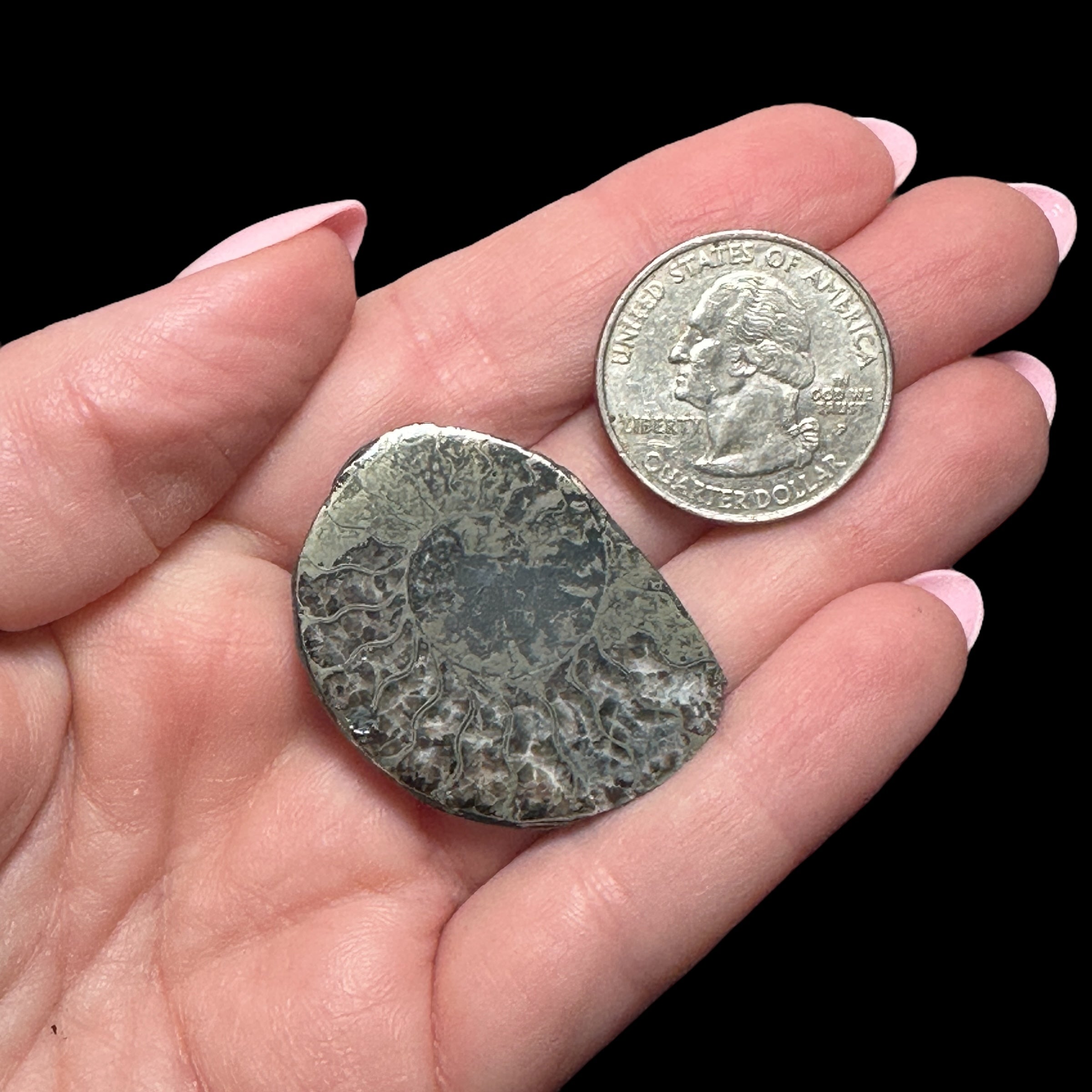 Pyritized Ammonite | Stock B
