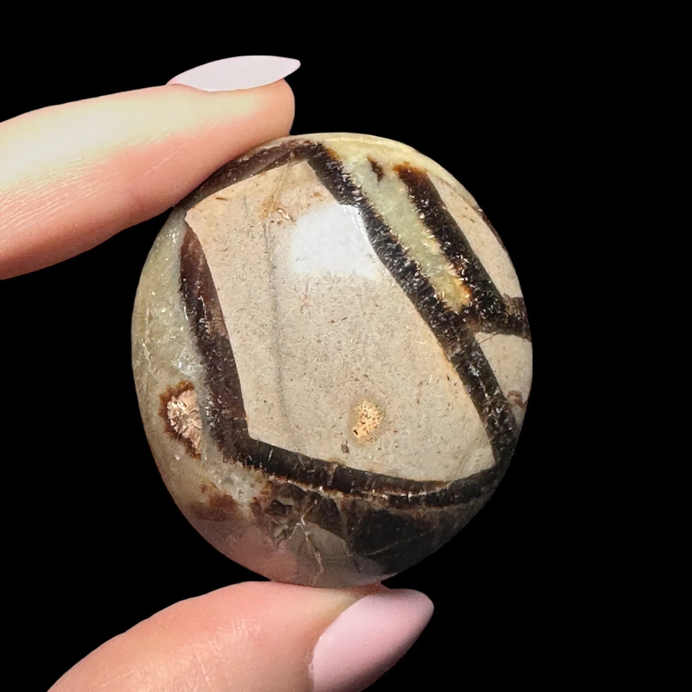 Septarian Palm Stone | Stock B - Mooncat Crystals