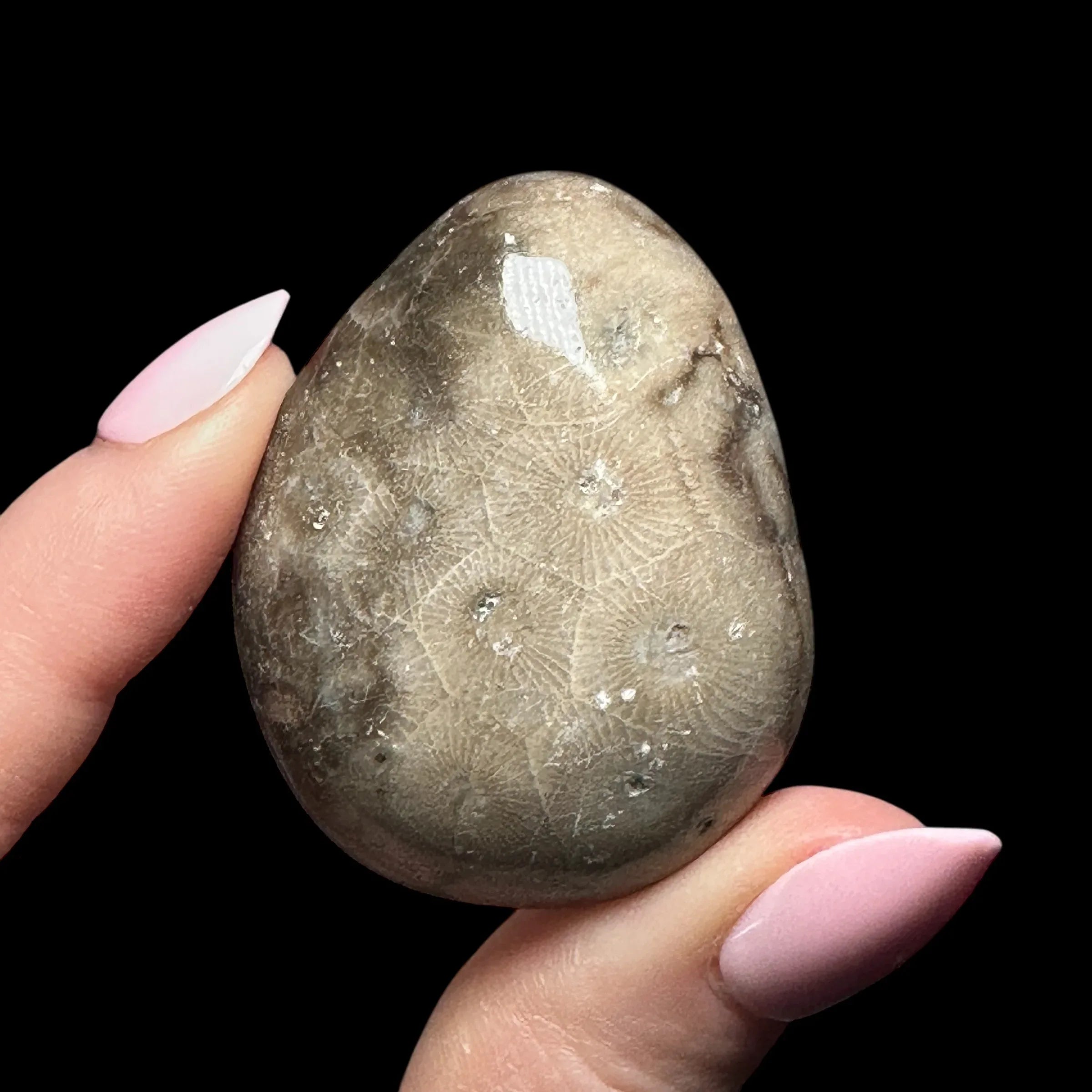 Petoskey Stone Palm Stone | Stock A - Mooncat Crystals