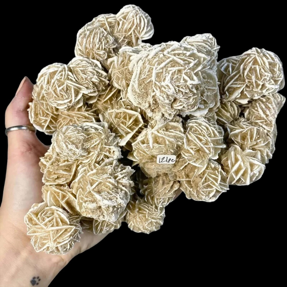 Desert Rose Selenite for Clarity and Peace | Stock C Mooncat Crystals