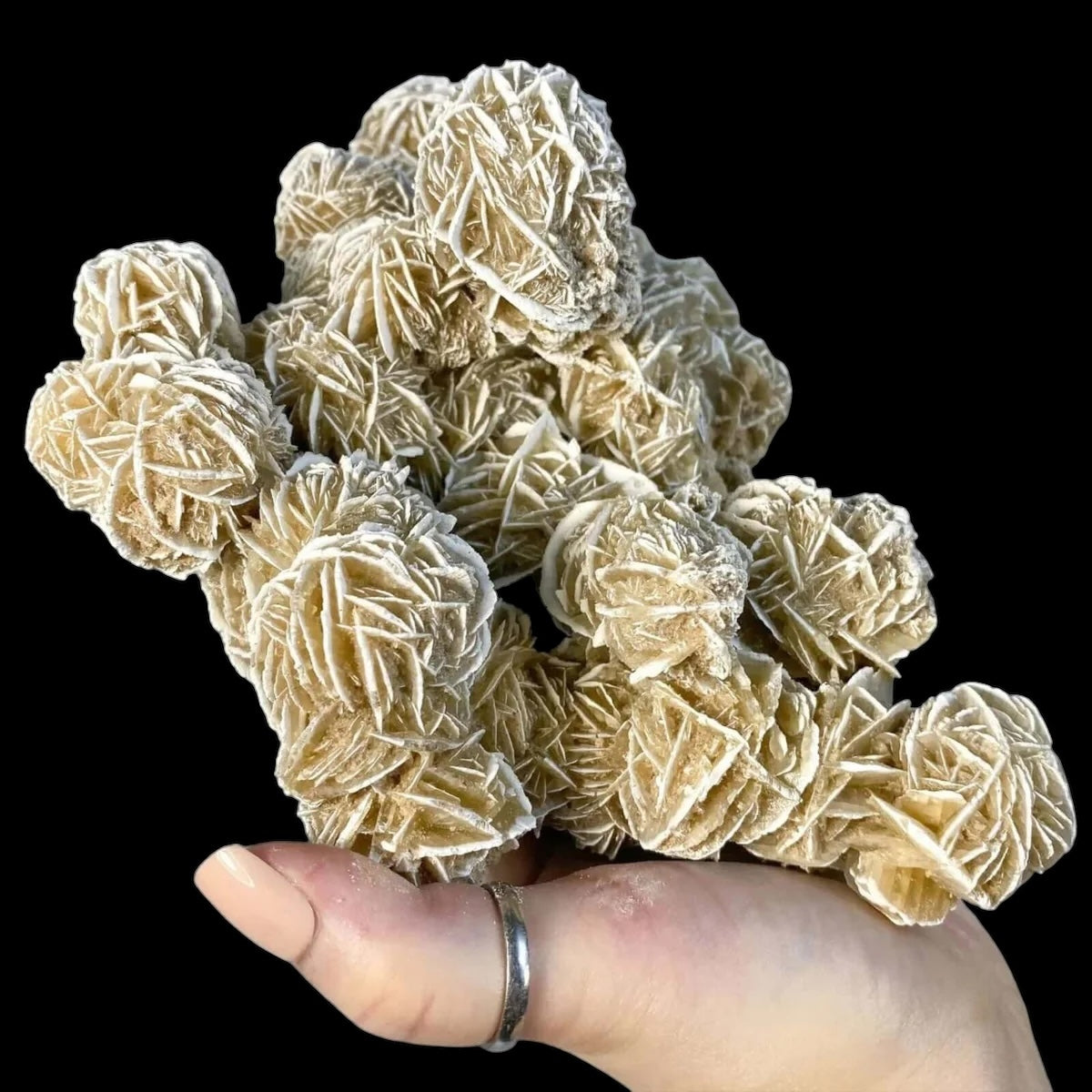 Desert Rose Selenite for Clarity and Peace | Stock C Mooncat Crystals