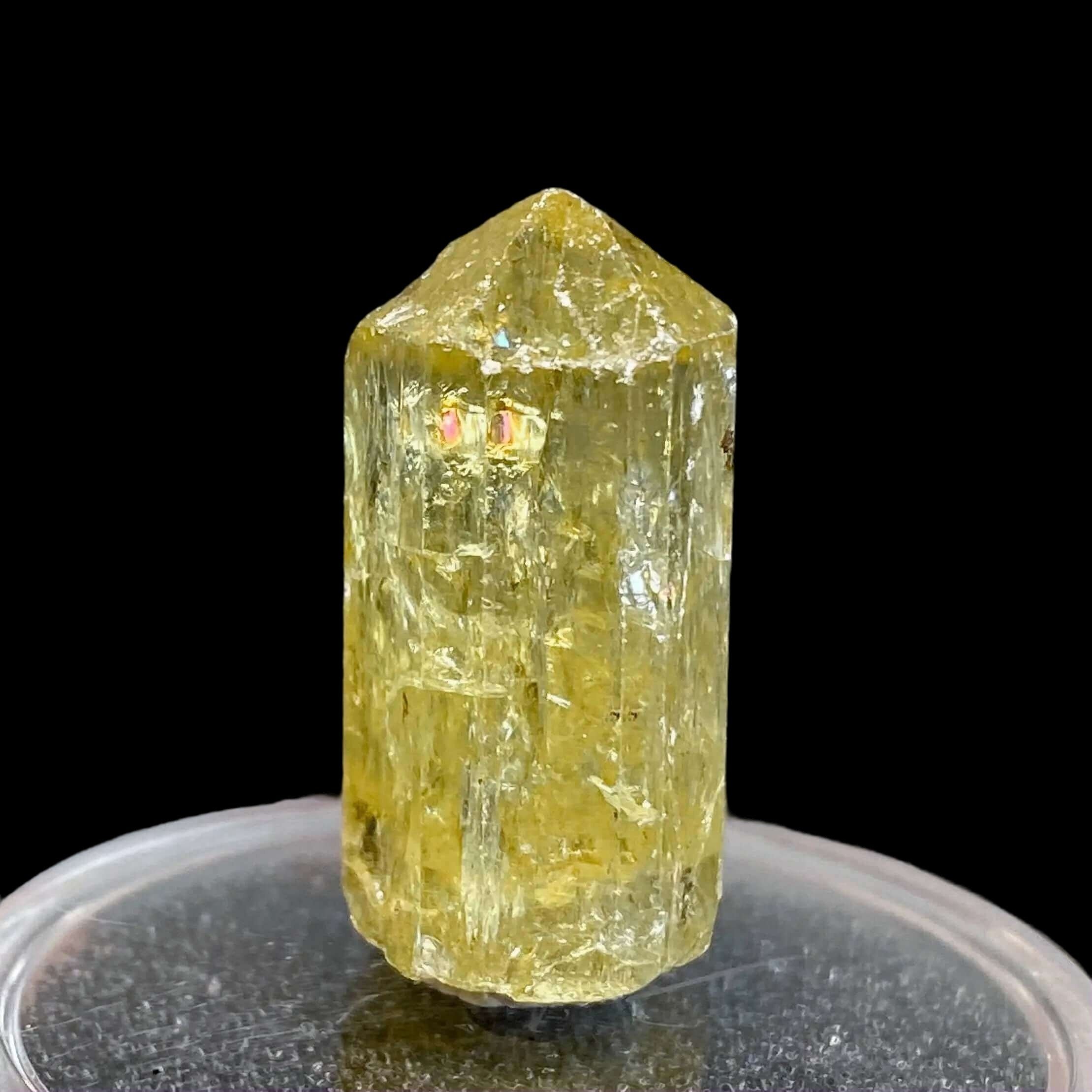 Golden Apatite for Manifestation and Clarity | Stock J Mooncat Crystals