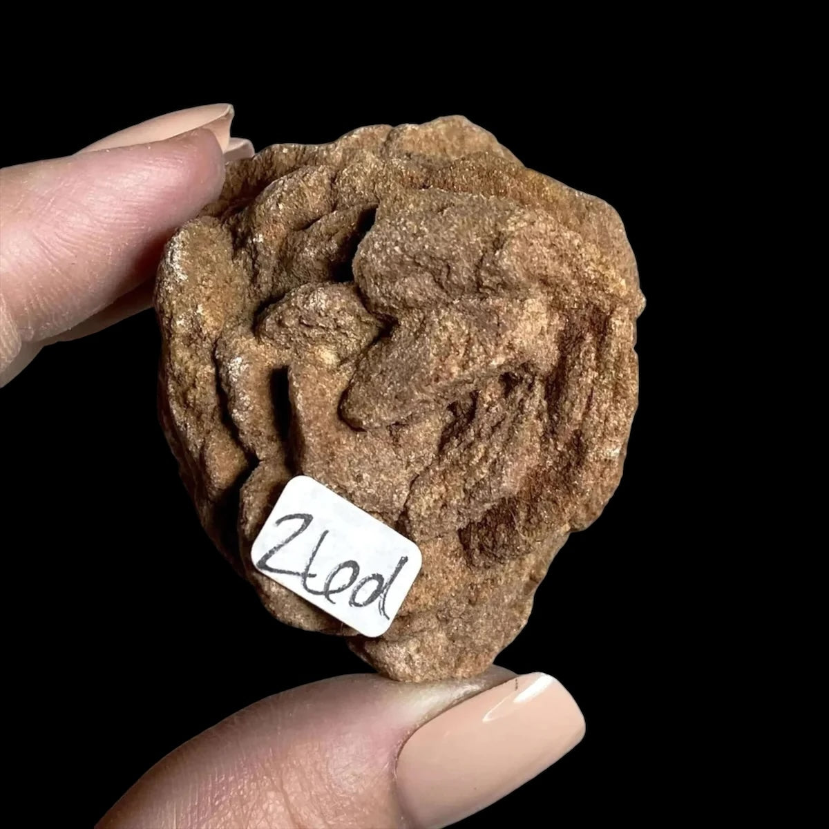 Oklahoma Barite Rose for Resilience and Strength | Stock D Mooncat Crystals