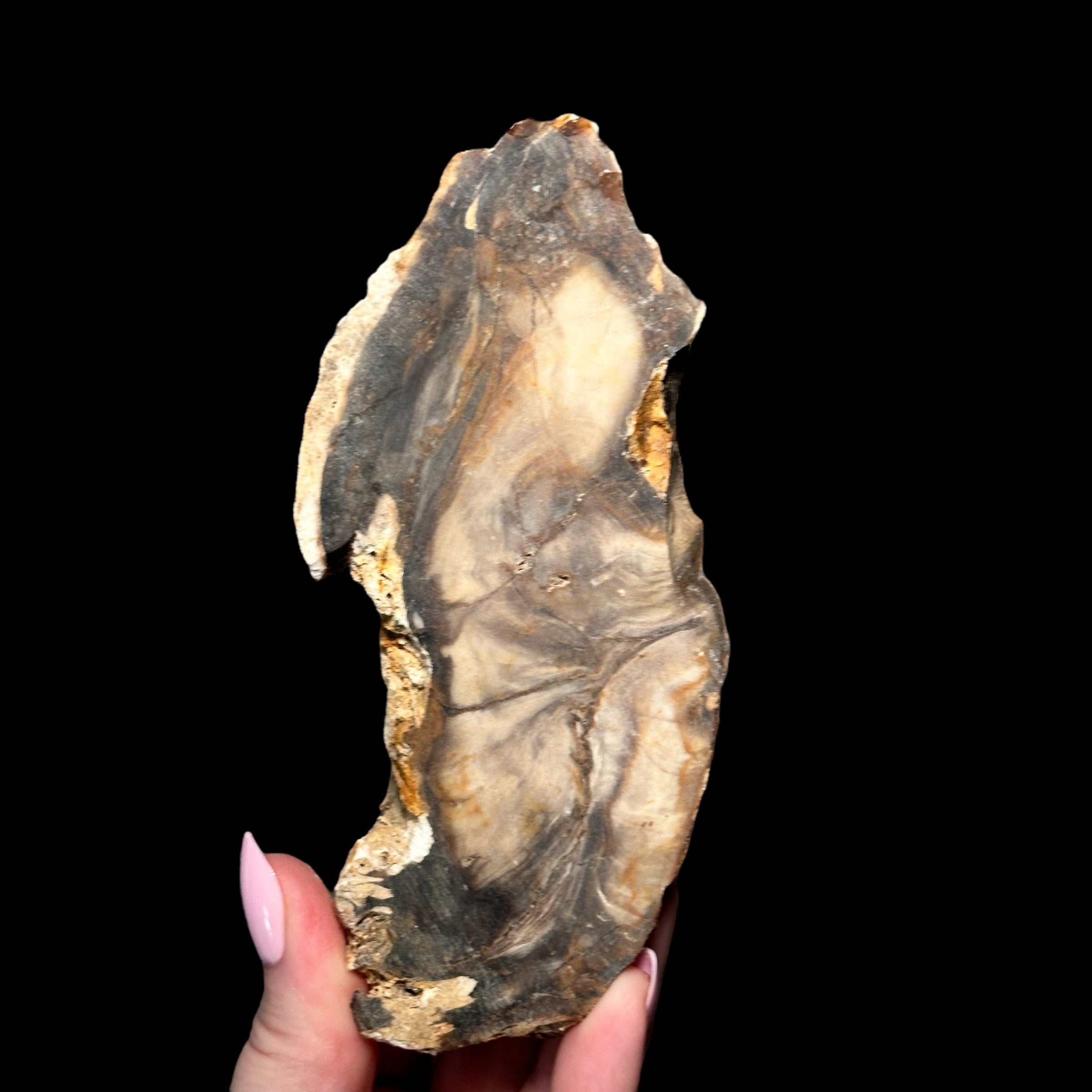 Petrified Wood for Grounding + Ancestor Connection | Stock A Mooncat Crystals