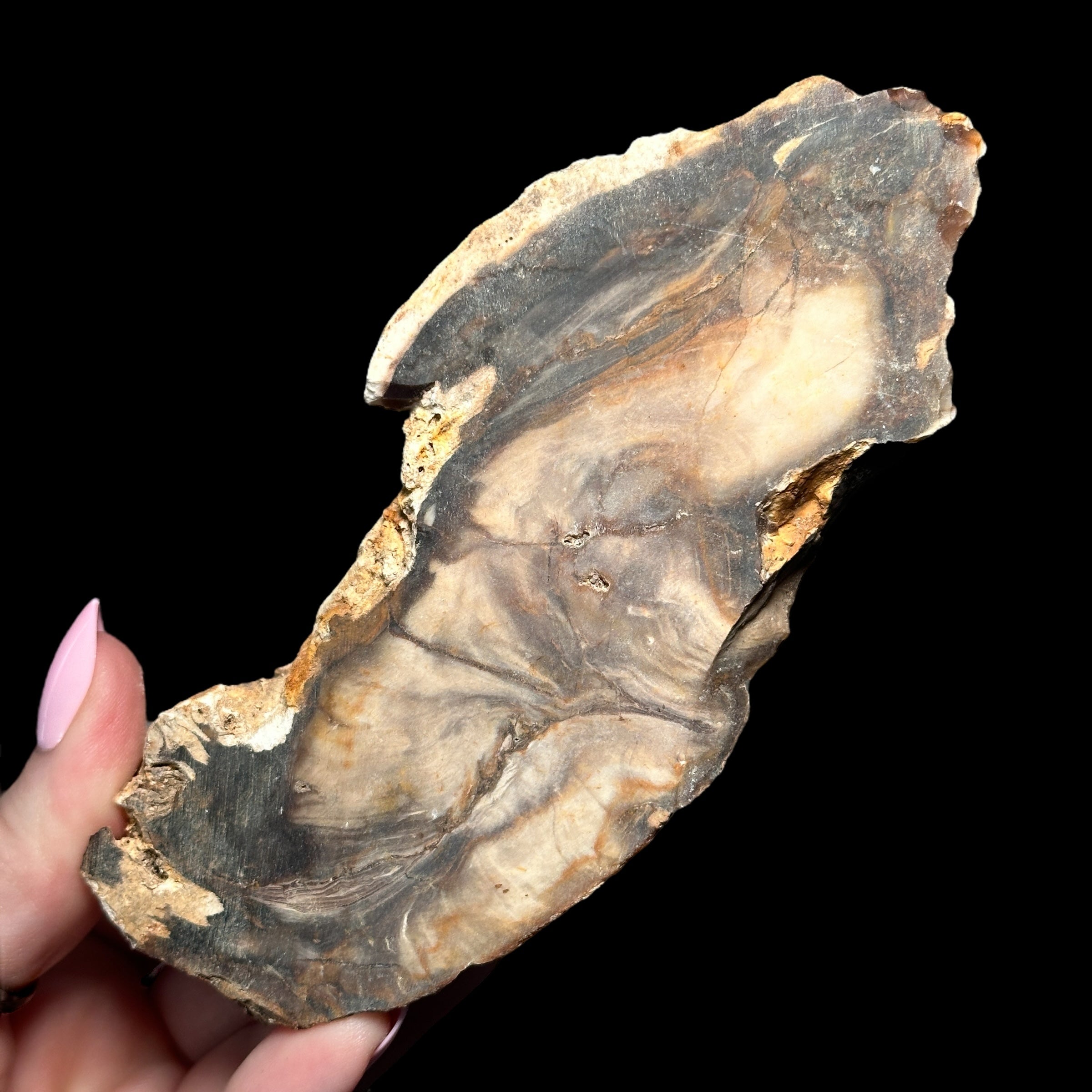 Petrified Wood for Grounding + Ancestor Connection | Stock A Mooncat Crystals