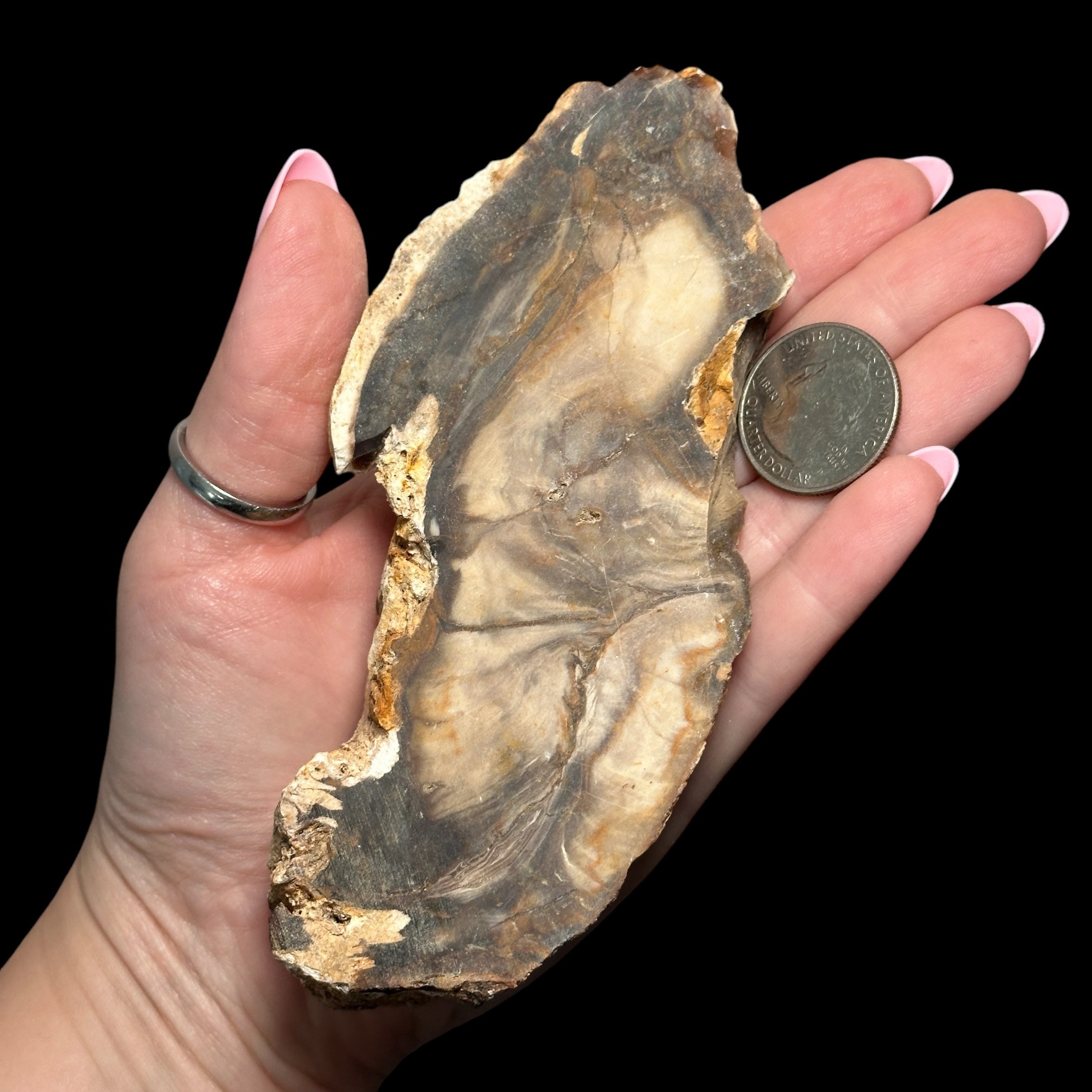 Petrified Wood for Grounding + Ancestor Connection | Stock A Mooncat Crystals