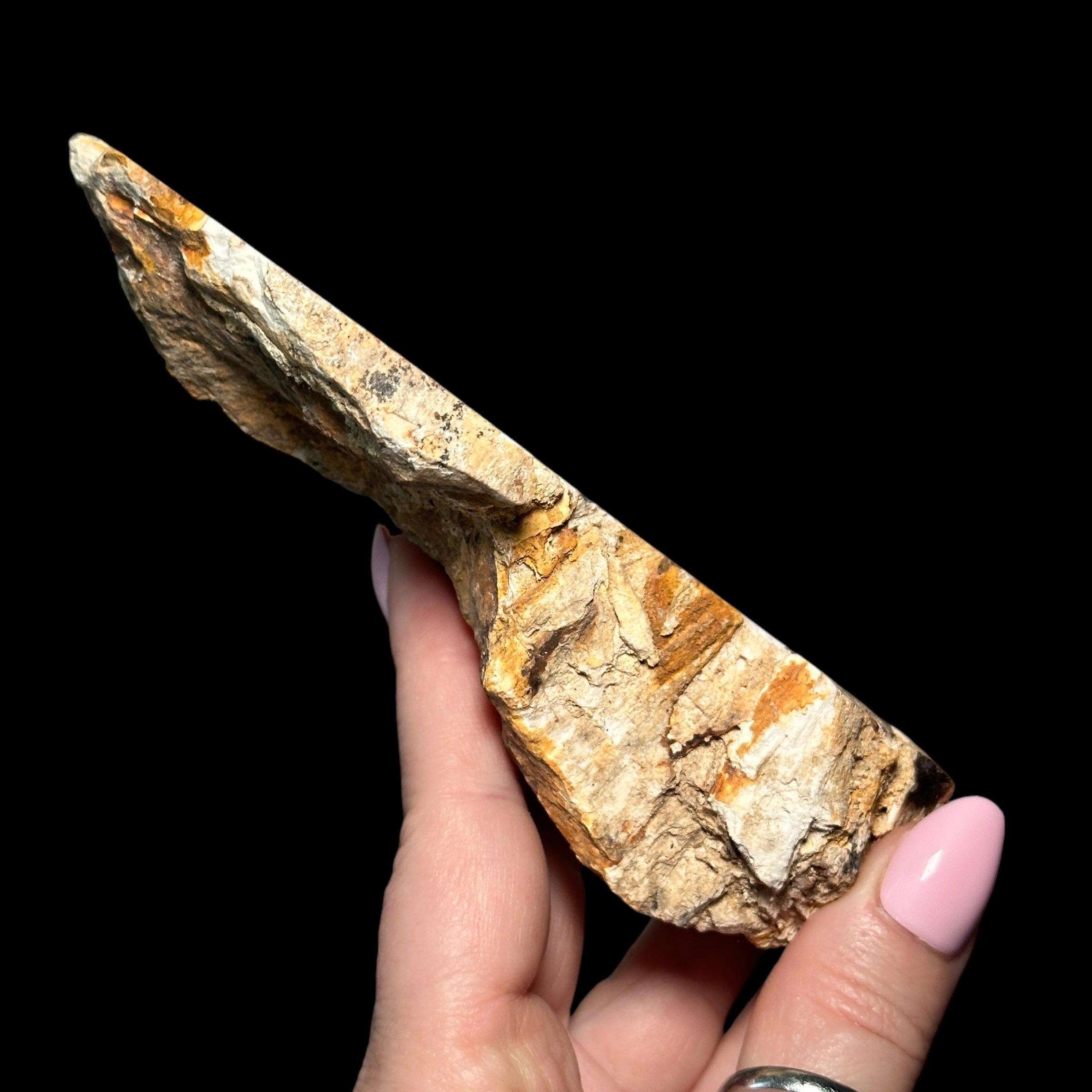 Petrified Wood for Grounding + Ancestor Connection | Stock A Mooncat Crystals