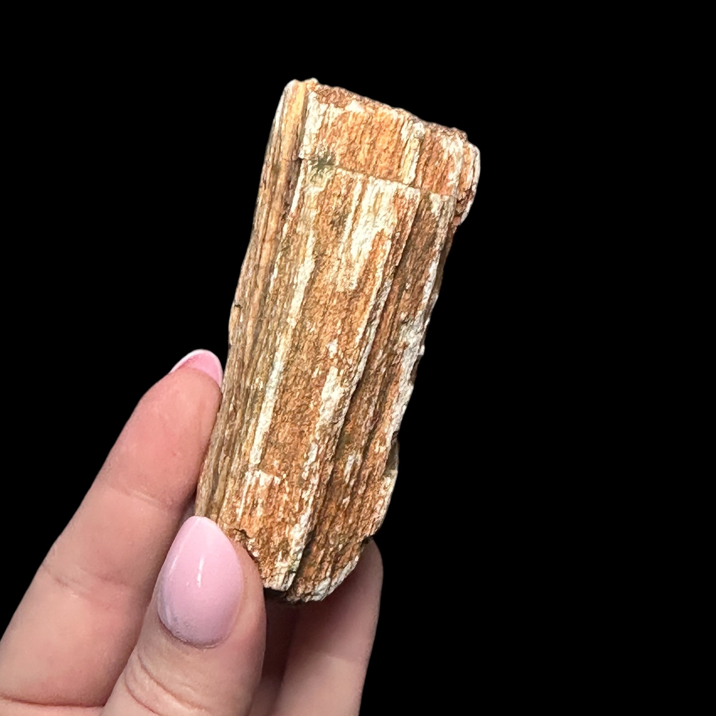 Petrified Wood for Grounding + Ancestor Connection | Stock B Mooncat Crystals