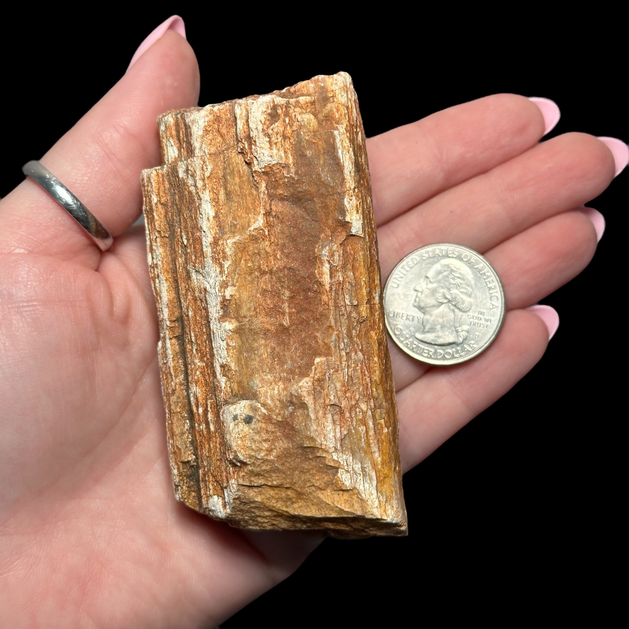 Petrified Wood for Grounding + Ancestor Connection | Stock B Mooncat Crystals