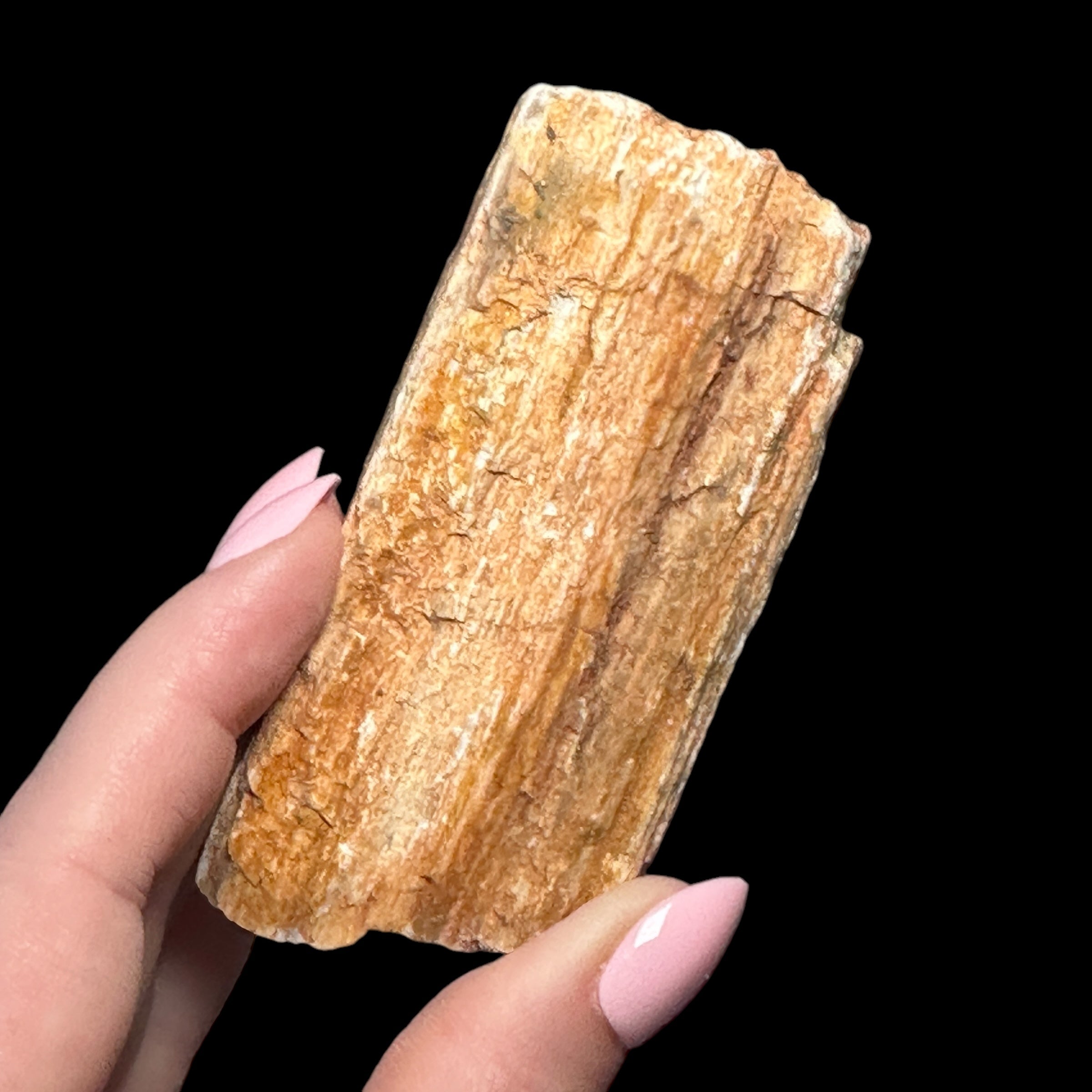 Petrified Wood for Grounding + Ancestor Connection | Stock B Mooncat Crystals