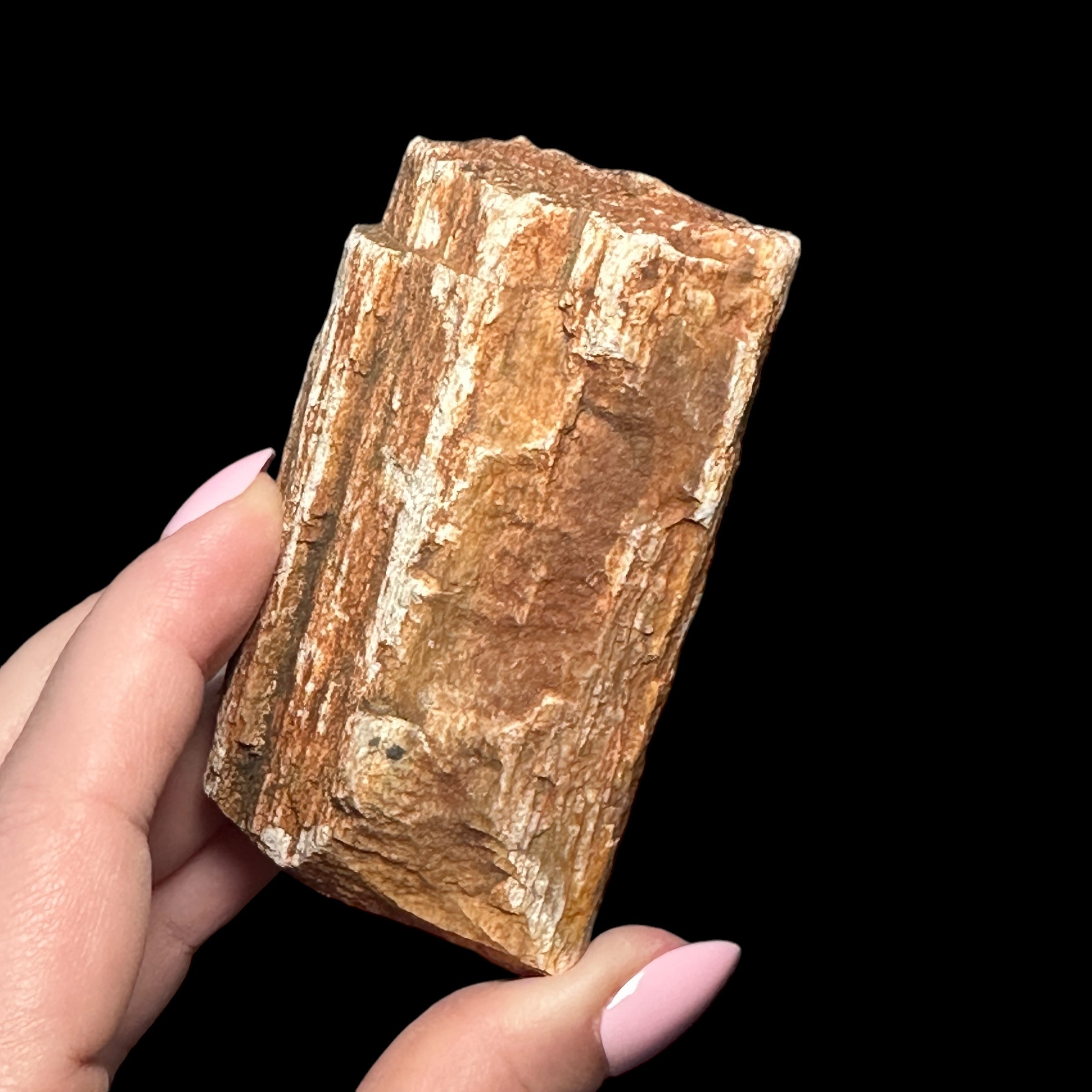 Petrified Wood for Grounding + Ancestor Connection | Stock B Mooncat Crystals