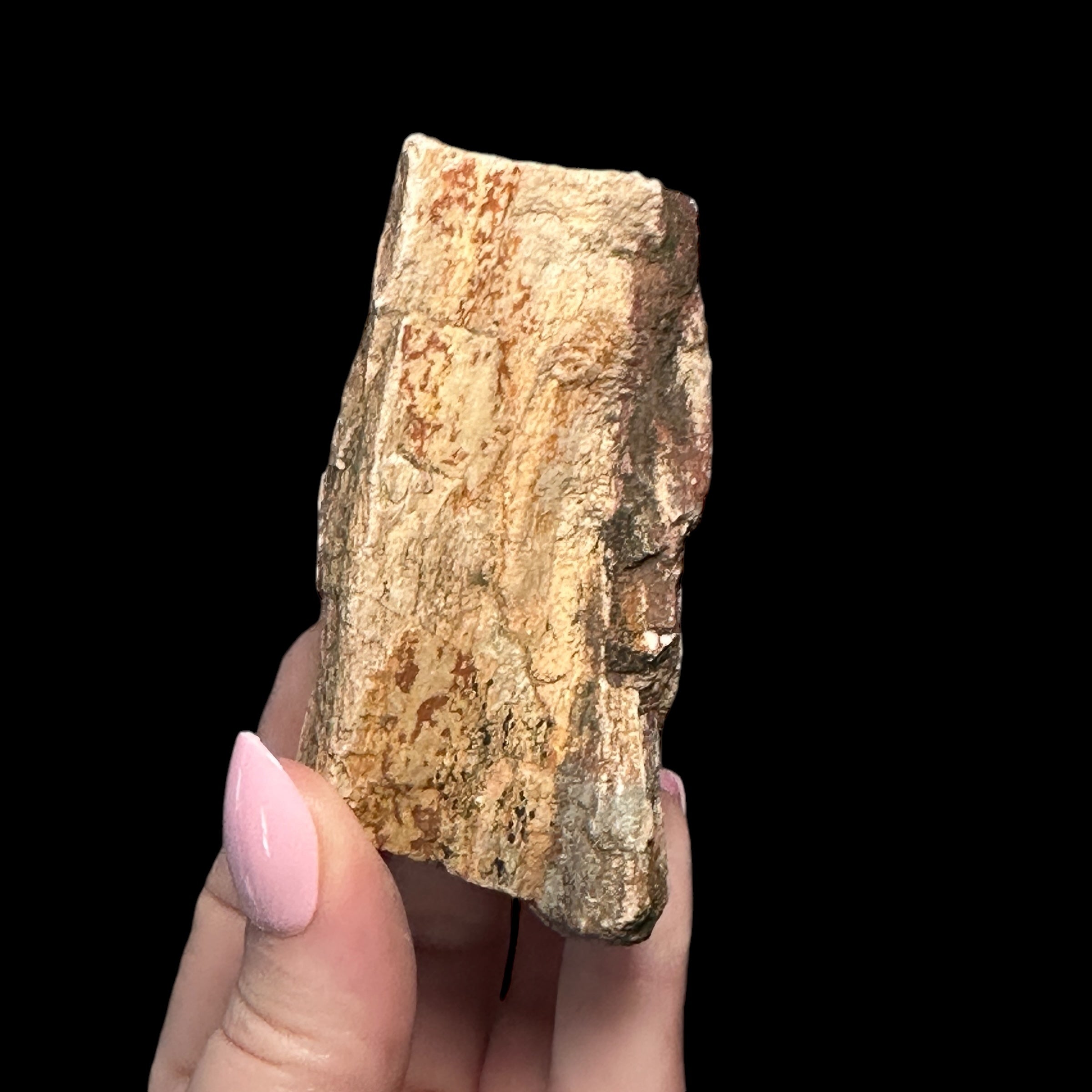 Petrified Wood for Grounding + Ancestor Connection | Stock C Mooncat Crystals