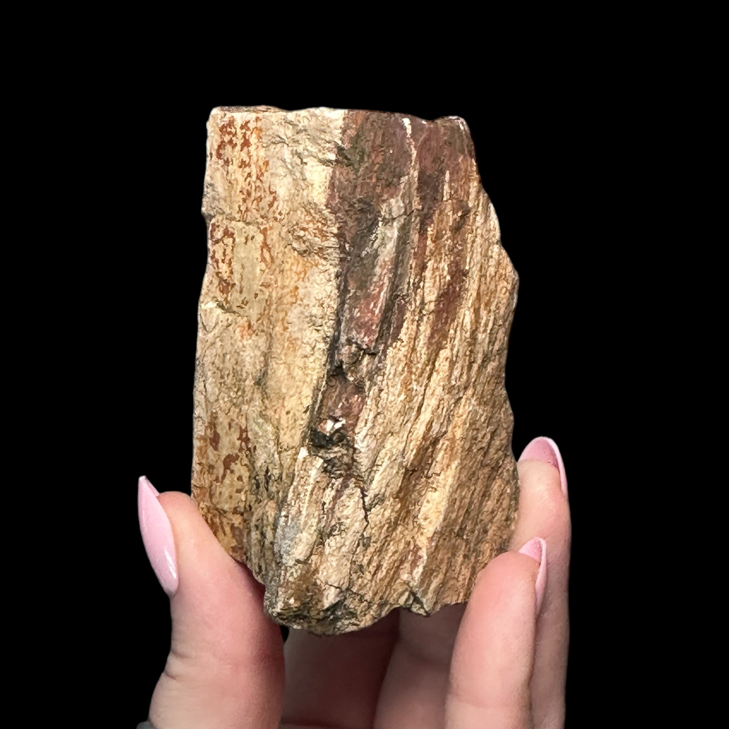 Petrified Wood for Grounding + Ancestor Connection | Stock C Mooncat Crystals