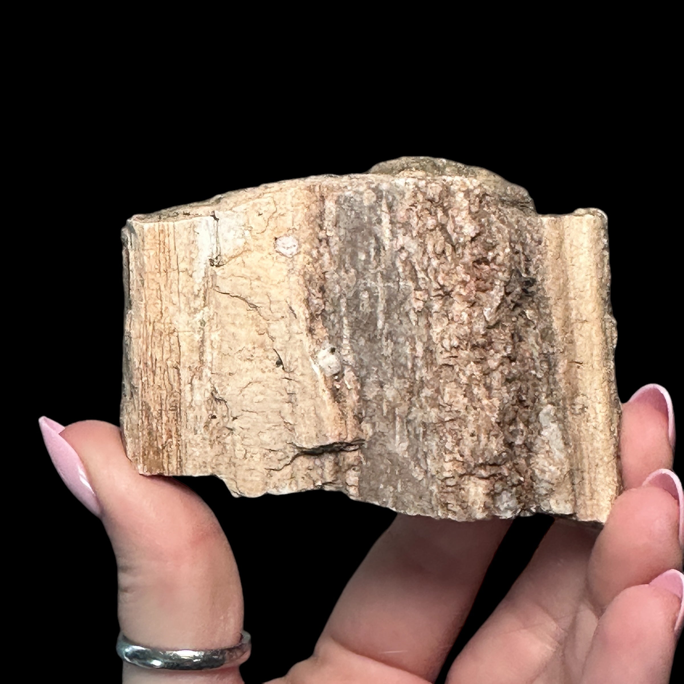 Petrified Wood for Grounding + Ancestor Connection | Stock D Mooncat Crystals