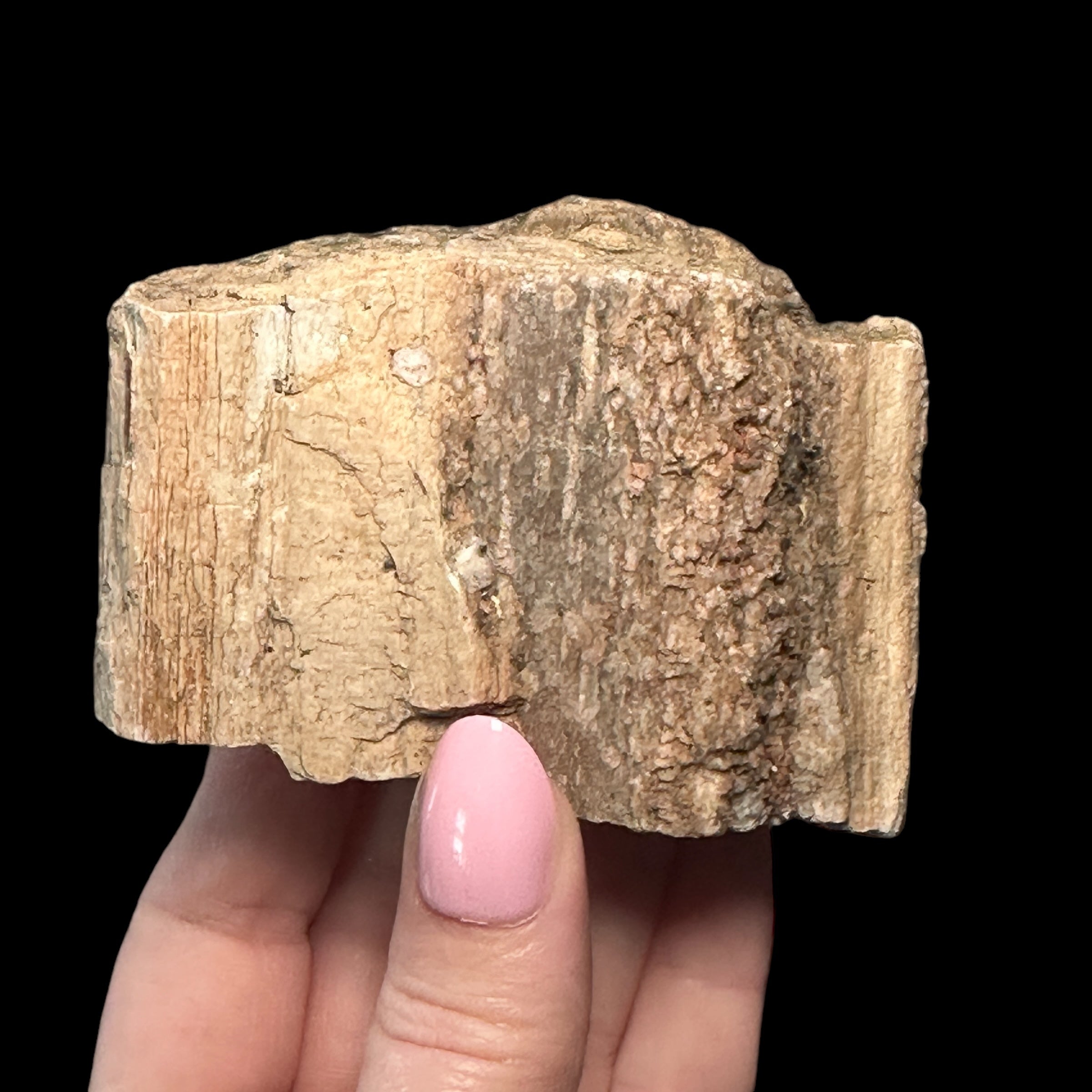 Petrified Wood for Grounding + Ancestor Connection | Stock D Mooncat Crystals