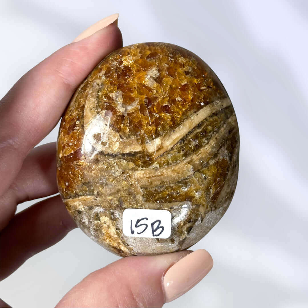 Rare Ammonite Palm Stone | Stock B