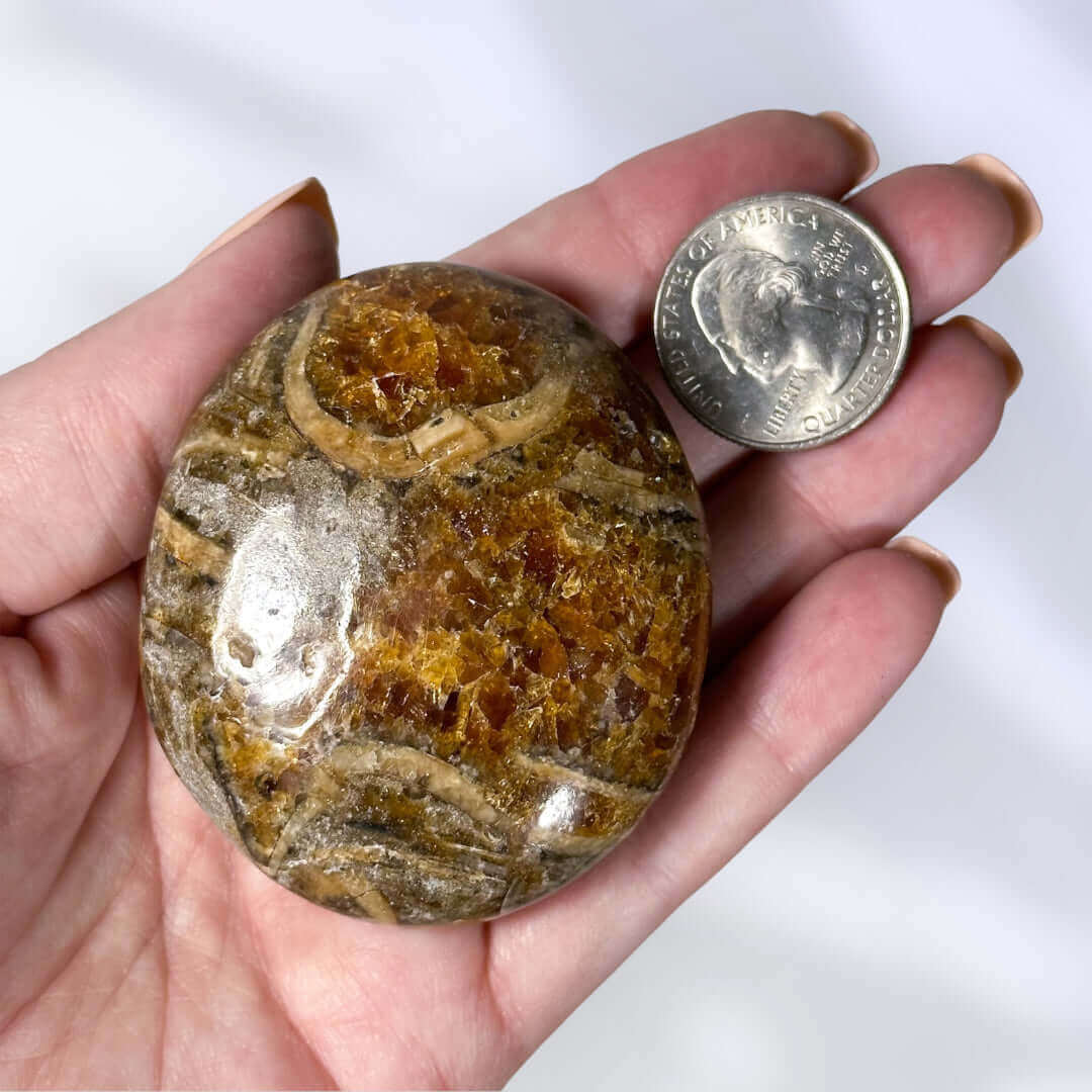 Rare Ammonite Palm Stone | Stock B