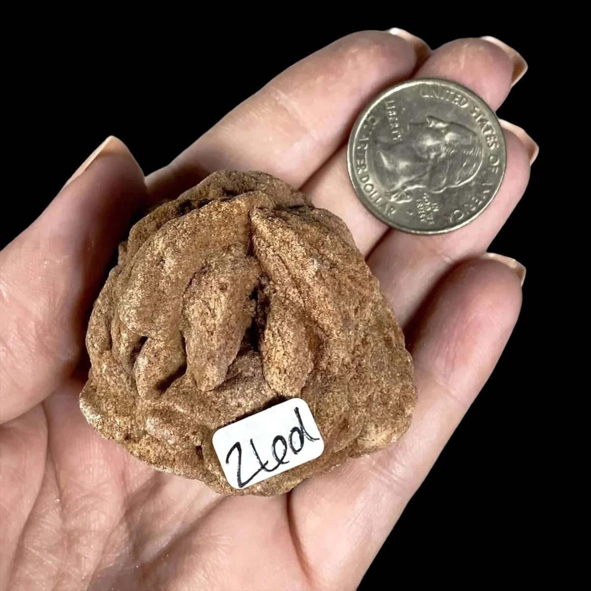 Oklahoma Barite Rose | Stock D - Mooncat Crystals