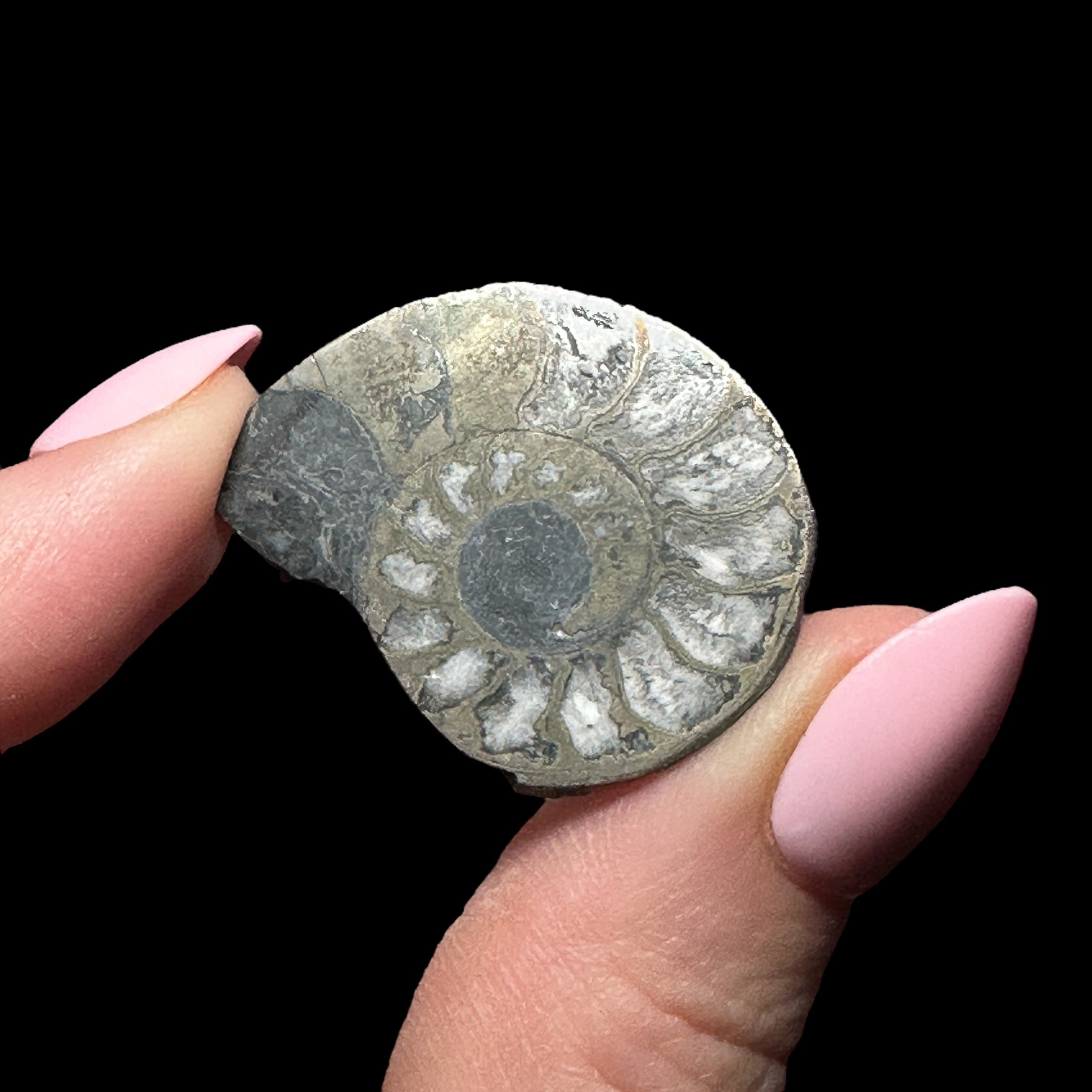 Pyritized Ammonite | Stock A - Mooncat Crystals