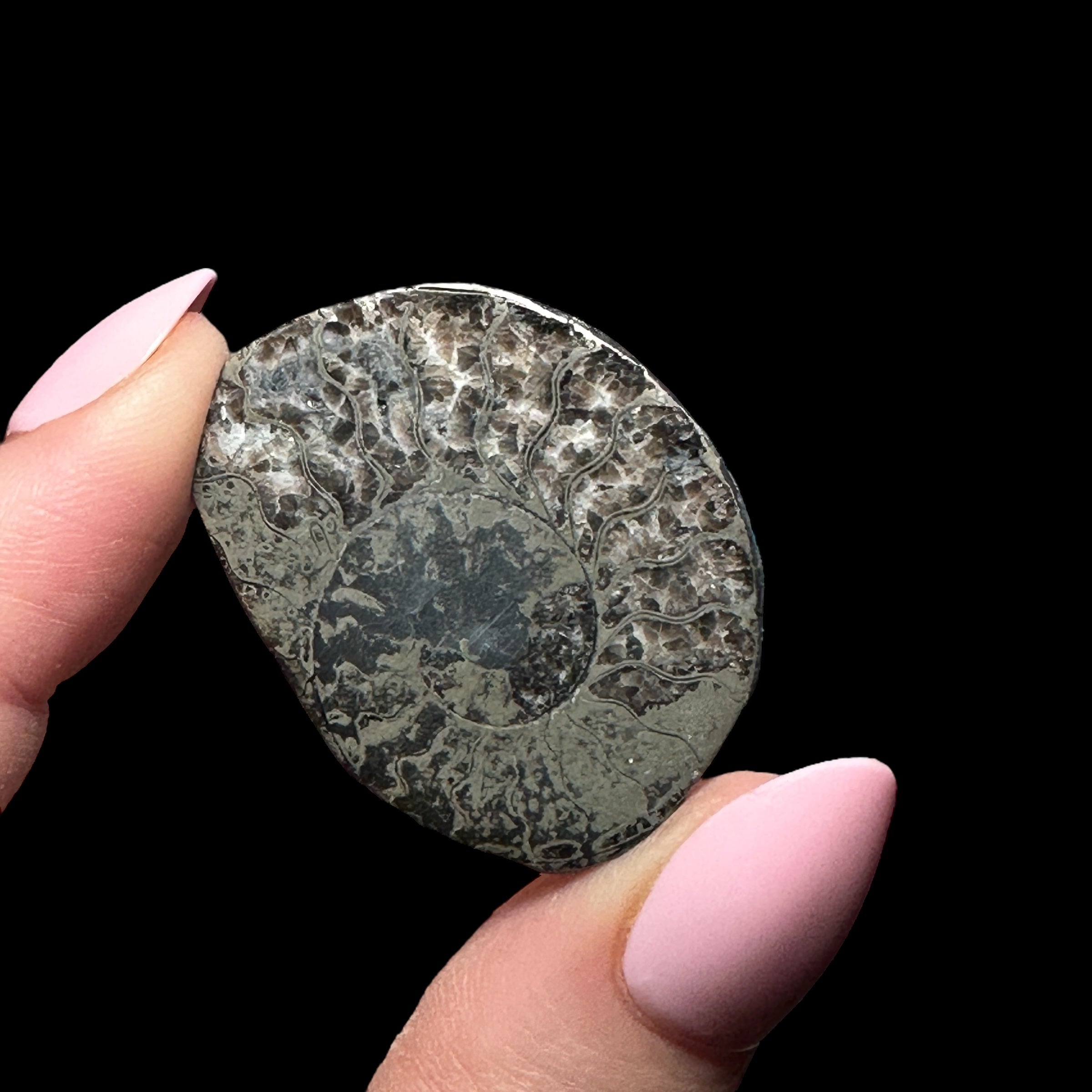 Pyritized Ammonite | Stock B - Mooncat Crystals