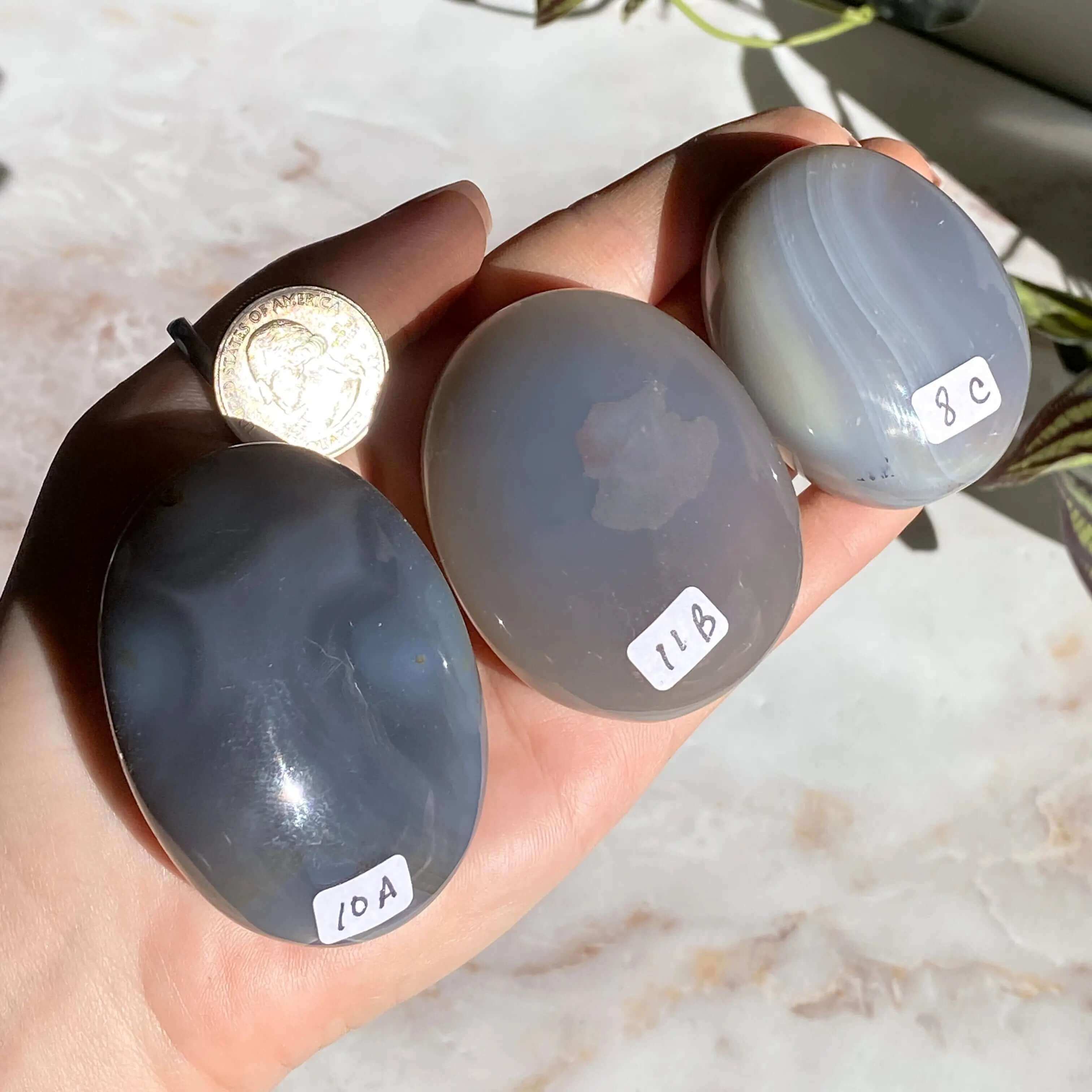 Agate Palm Stone | You Choose Mooncat Crystals