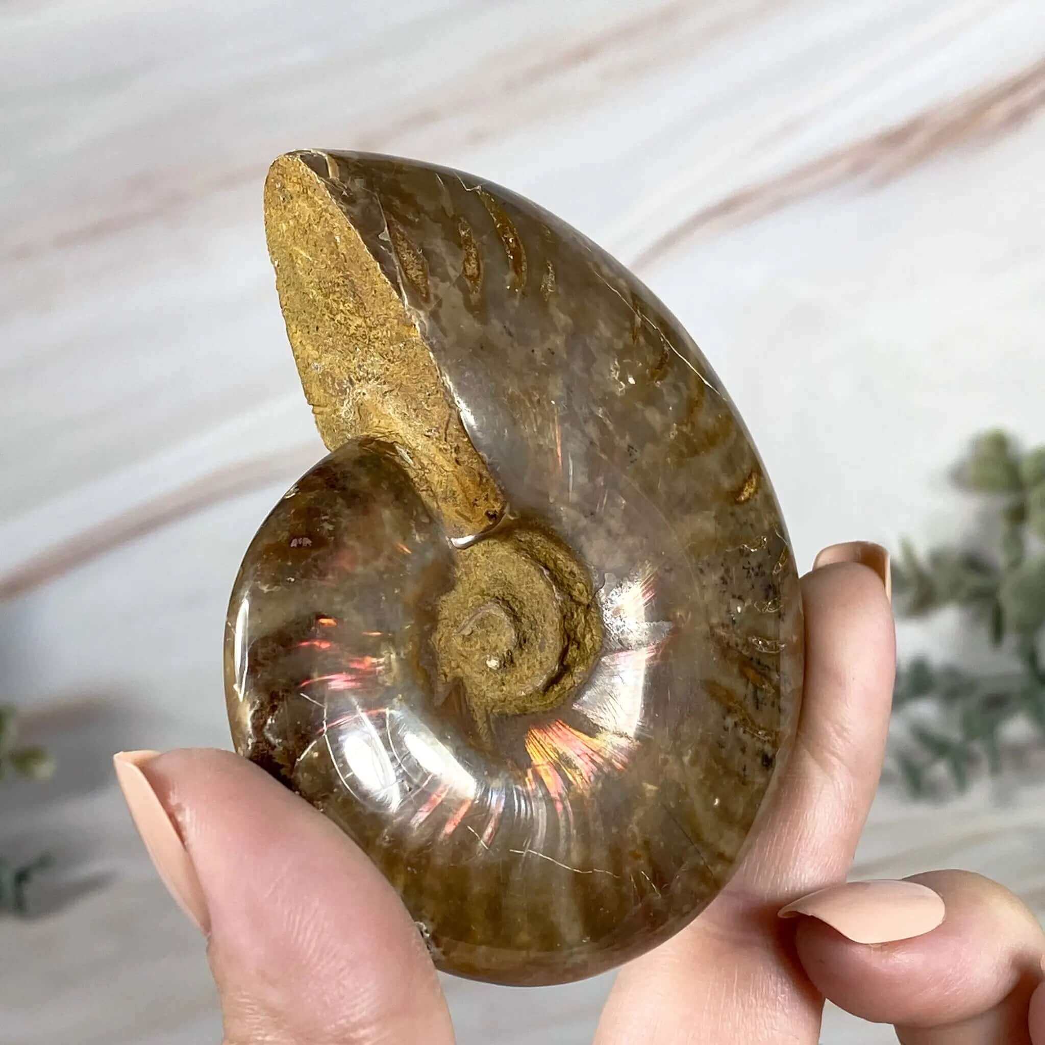 Ammonite | Stock A Mooncat Crystals