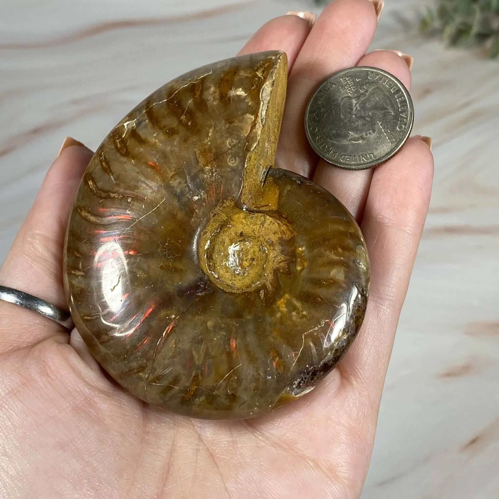 Ammonite | Stock A Mooncat Crystals