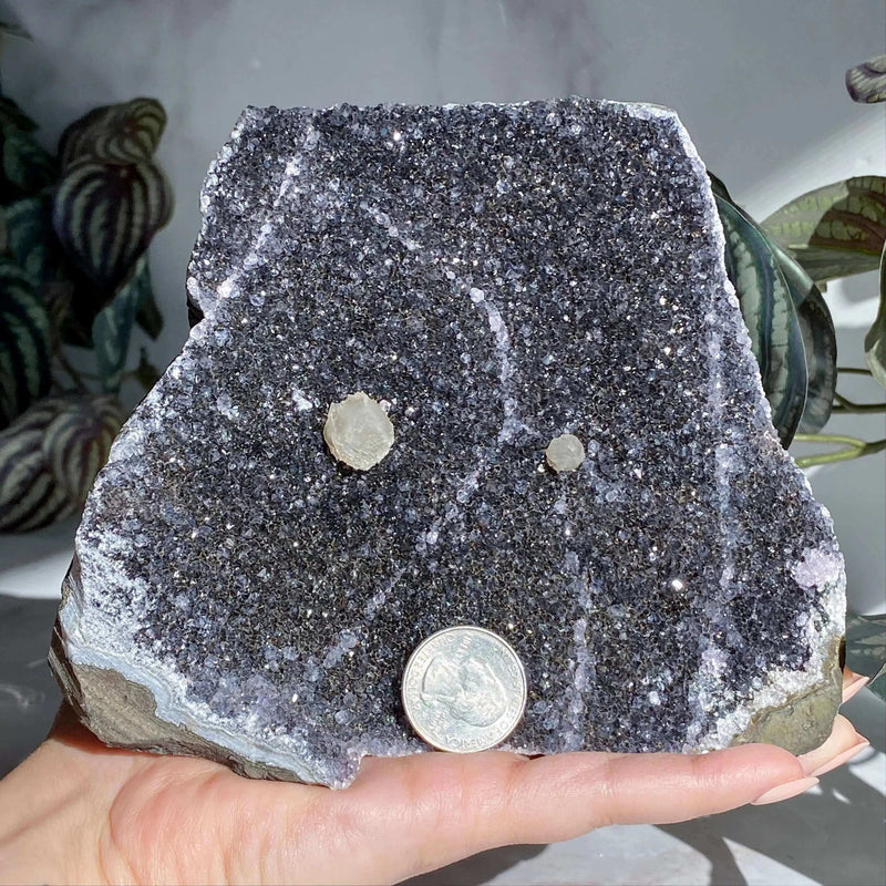 Black Amethyst Geode | Stock K Mooncat Crystals