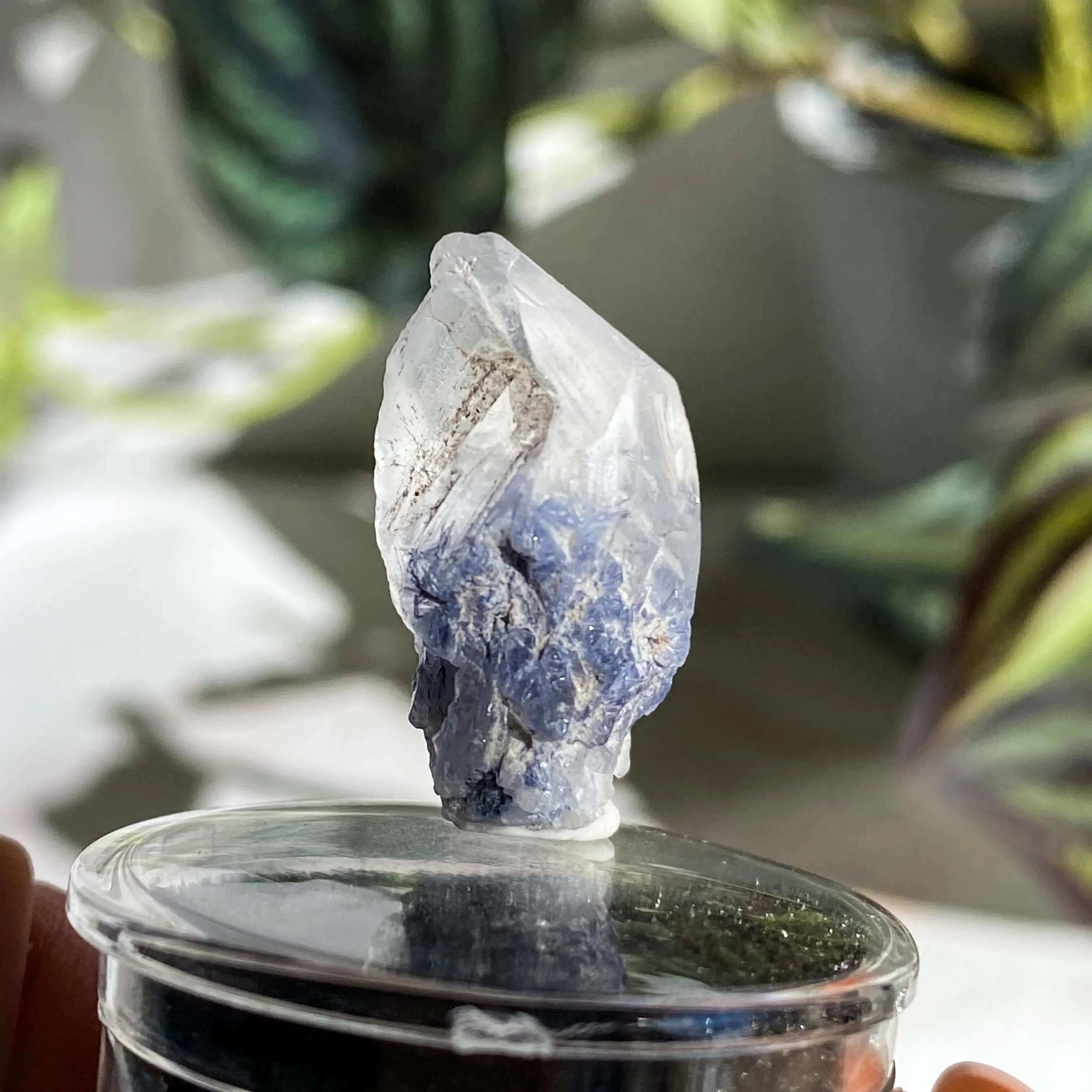 Dumortierite in Quartz for Intellectual and Spiritual Growth | Stock J Mooncat Crystals