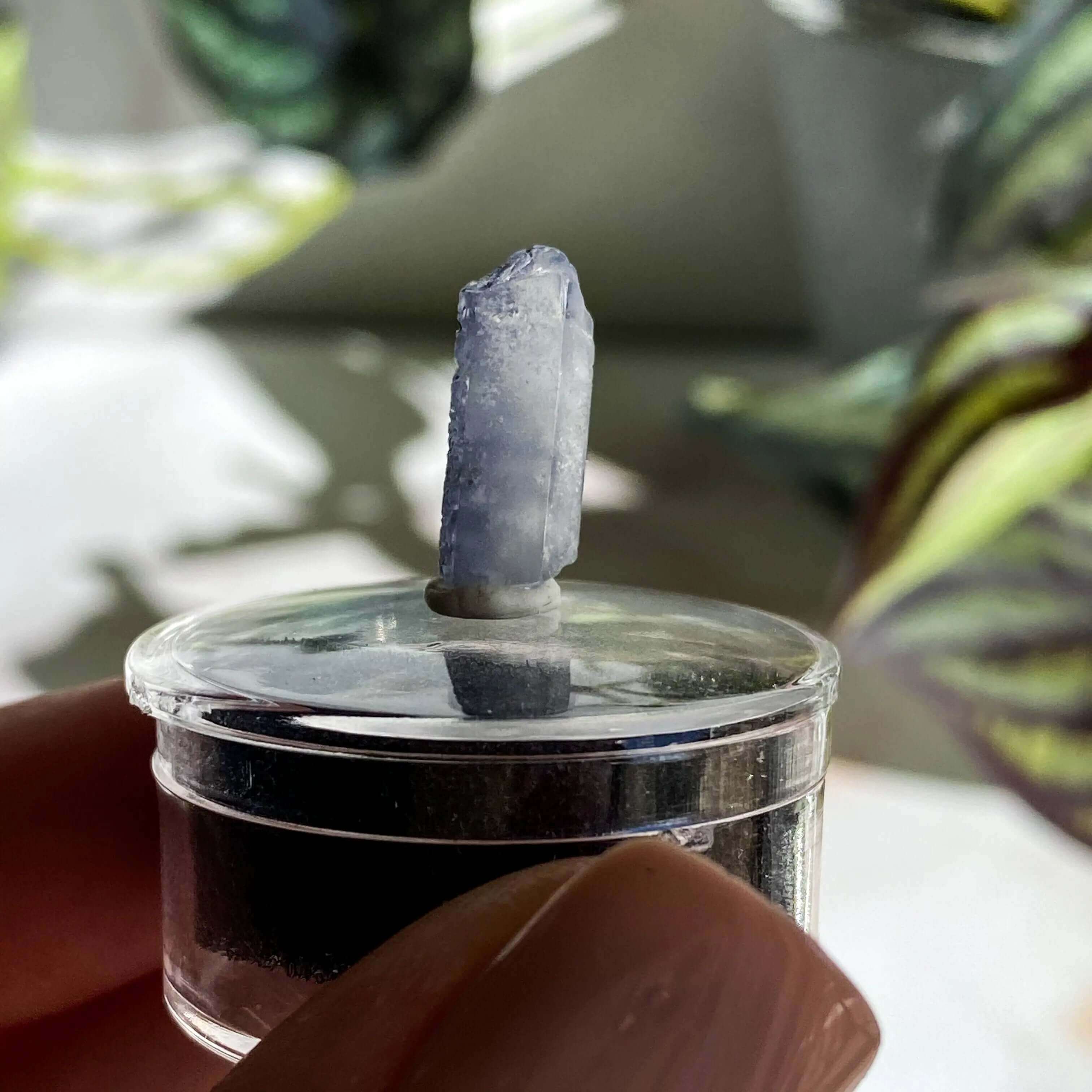 Dumortierite in Quartz for Intellectual and Spiritual Growth | Stock L Mooncat Crystals