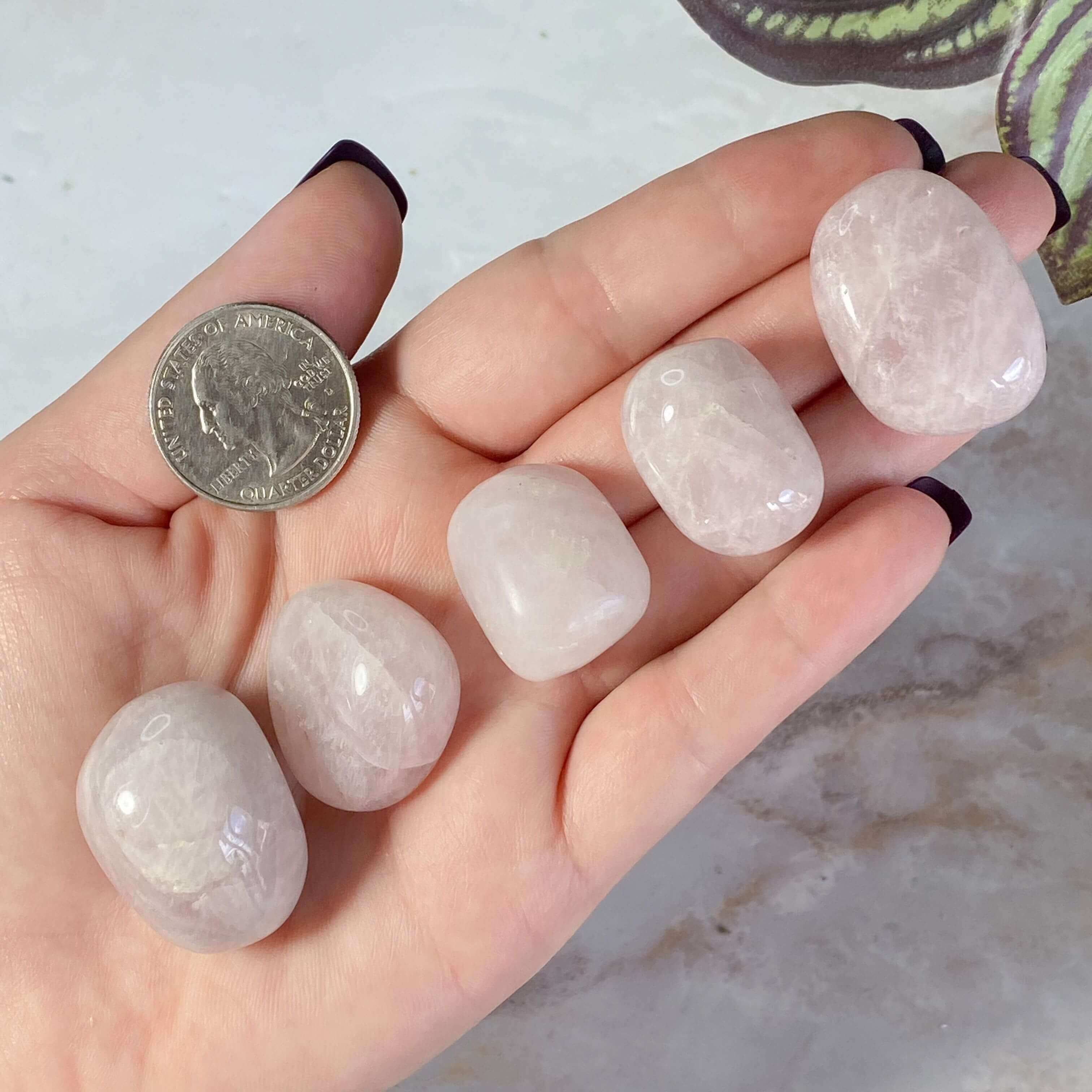 Lavender Quartz | Set of 2 Mooncat Crystals