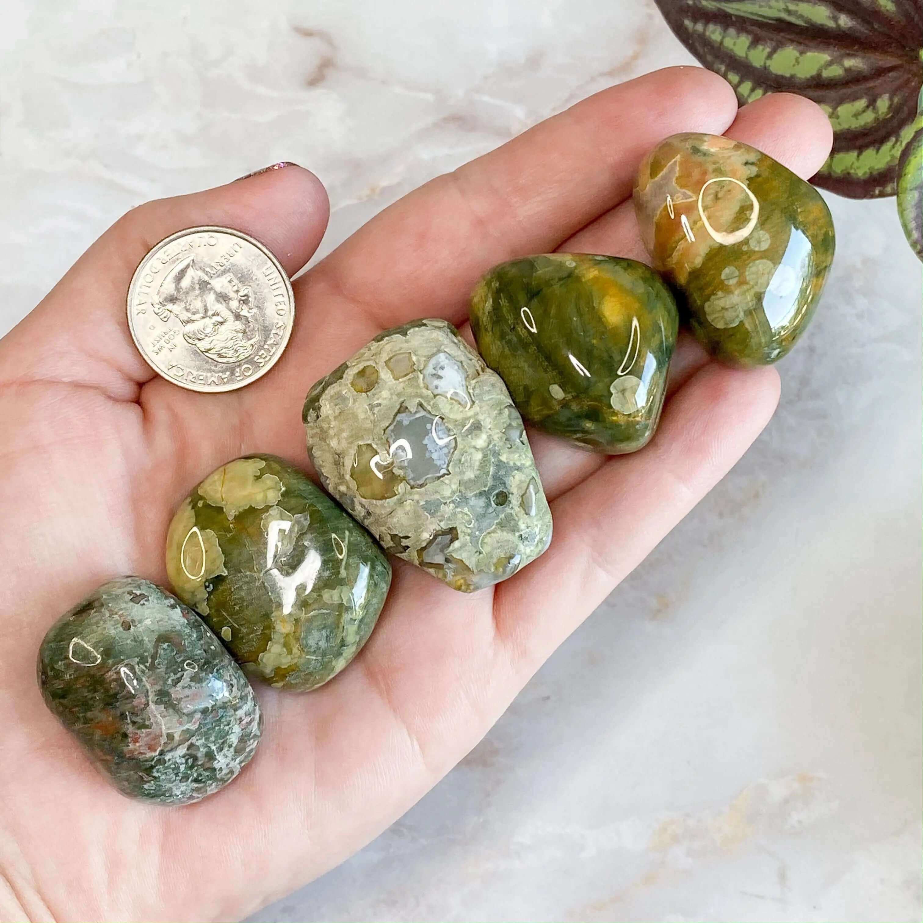 Rainforest Rhyolite Tumbles for Renewal and Connection | Large - Set of 2 Mooncat Crystals