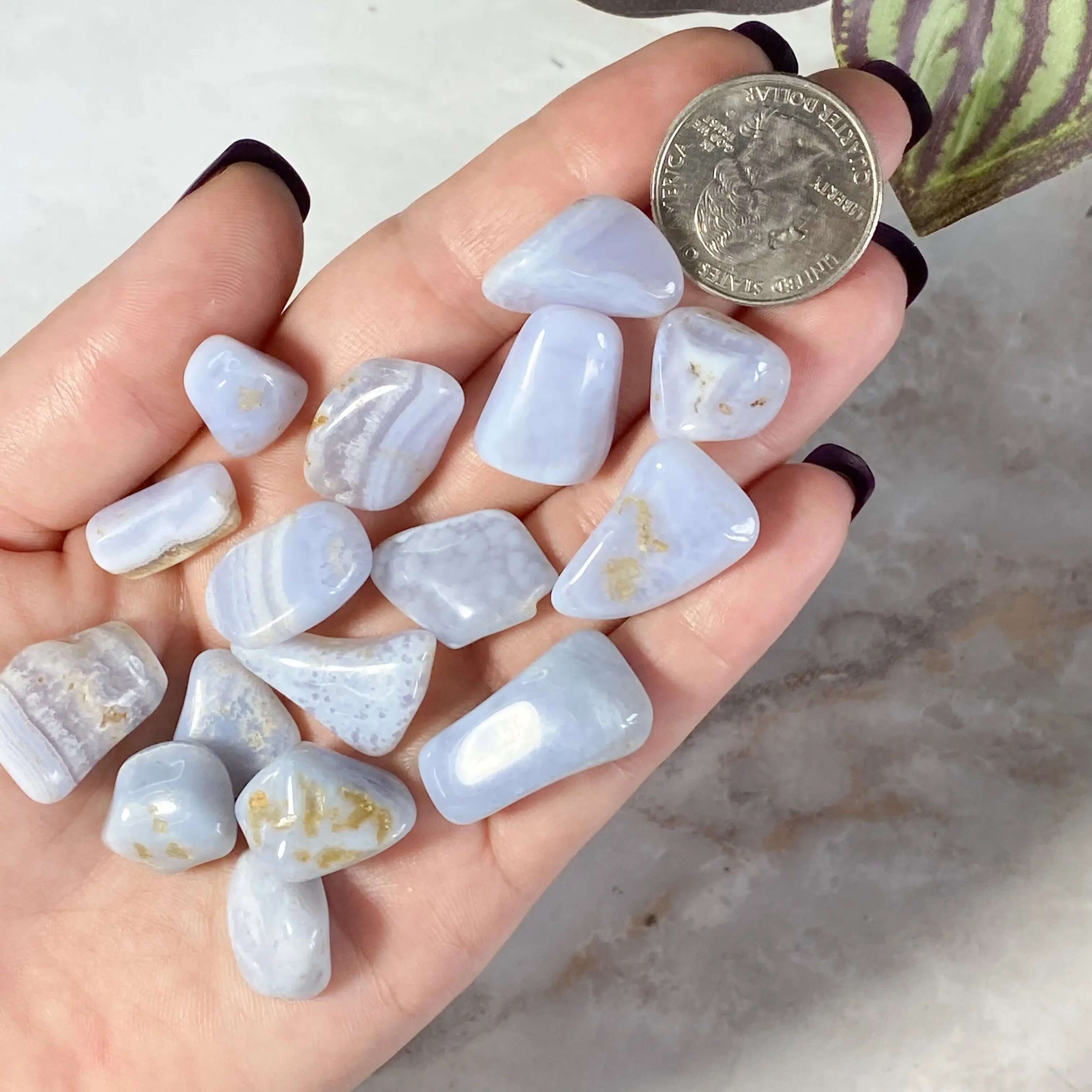 Small Blue Lace Agate Tumbles for Calm and Communication Mooncat Crystals